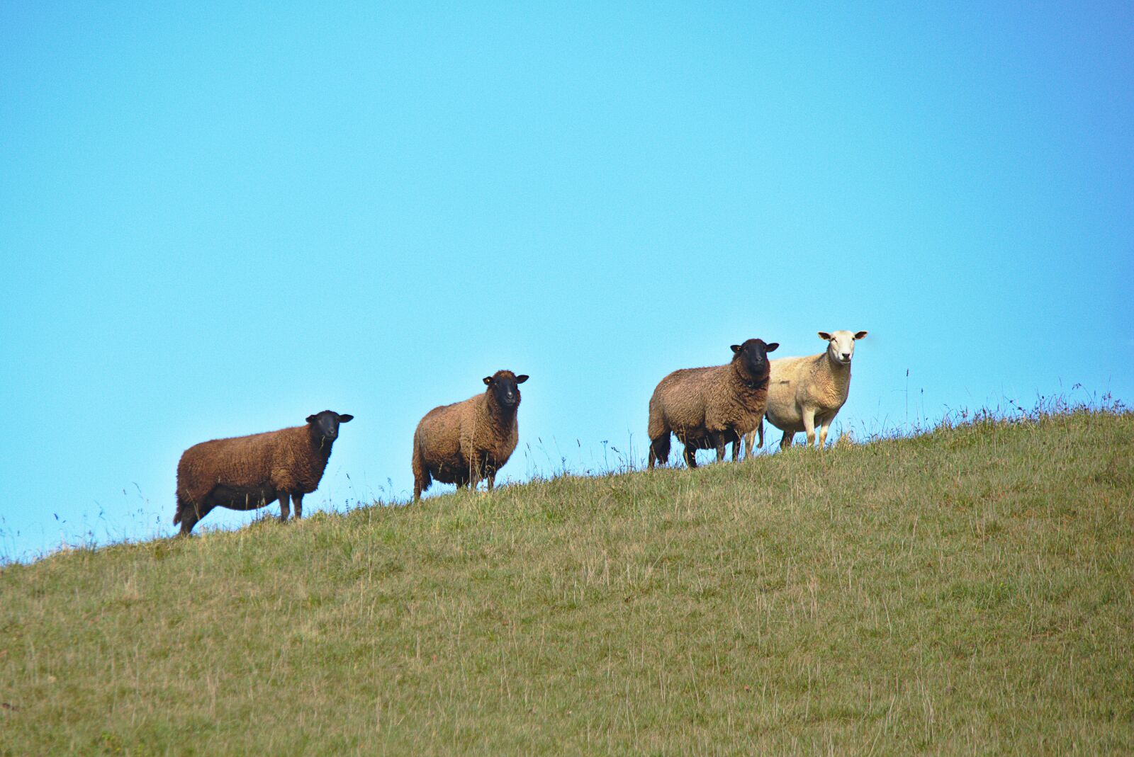 Canon EOS M5 + Canon EF-M 18-150mm F3.5-6.3 IS STM sample photo. Sheep, meadow, landscape photography