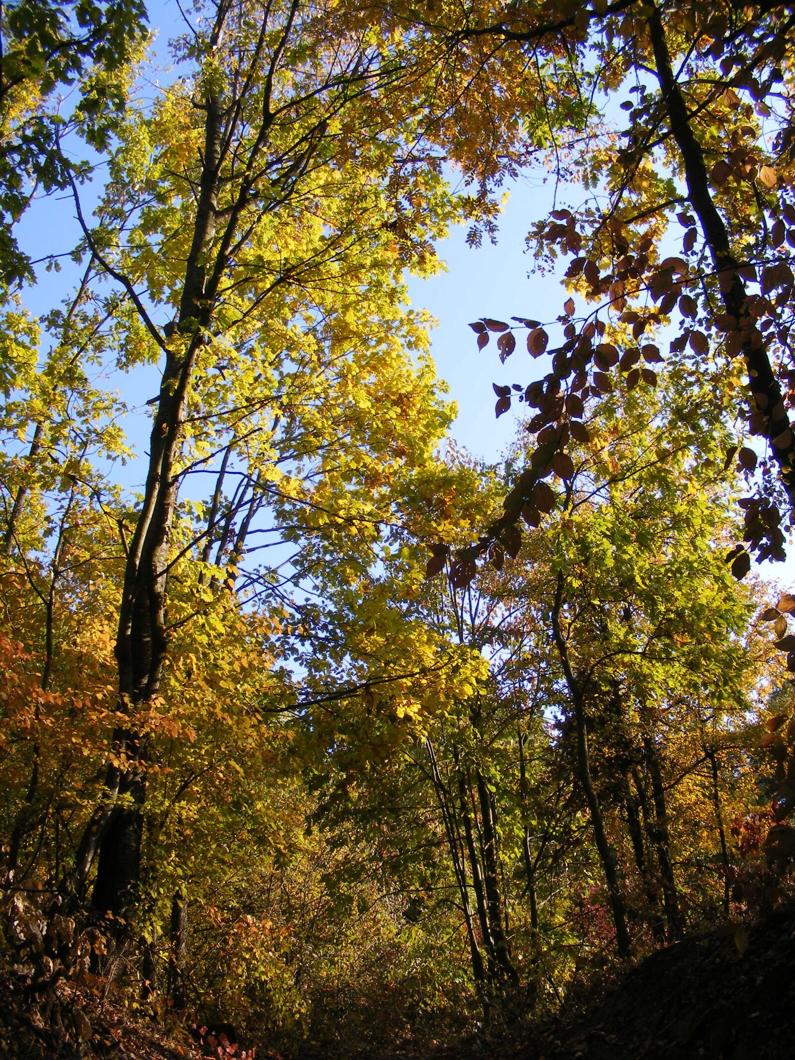 Fujifilm FinePix S5700 S700 sample photo. Fall, forest, golden photography