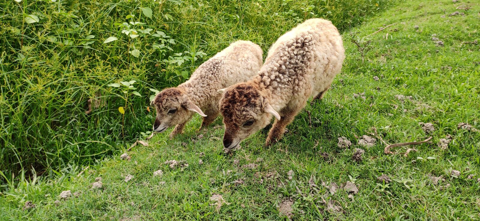 Xiaomi Redmi Note 7 Pro sample photo. Baby ram, ram, nature photography