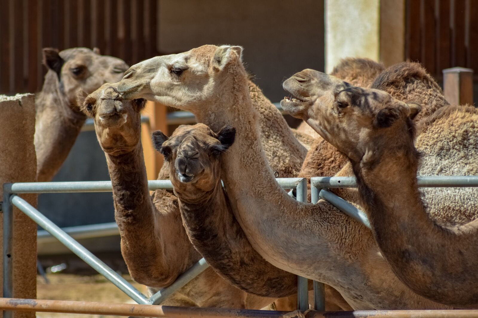Nikon D3300 sample photo. Camels, head, neck photography