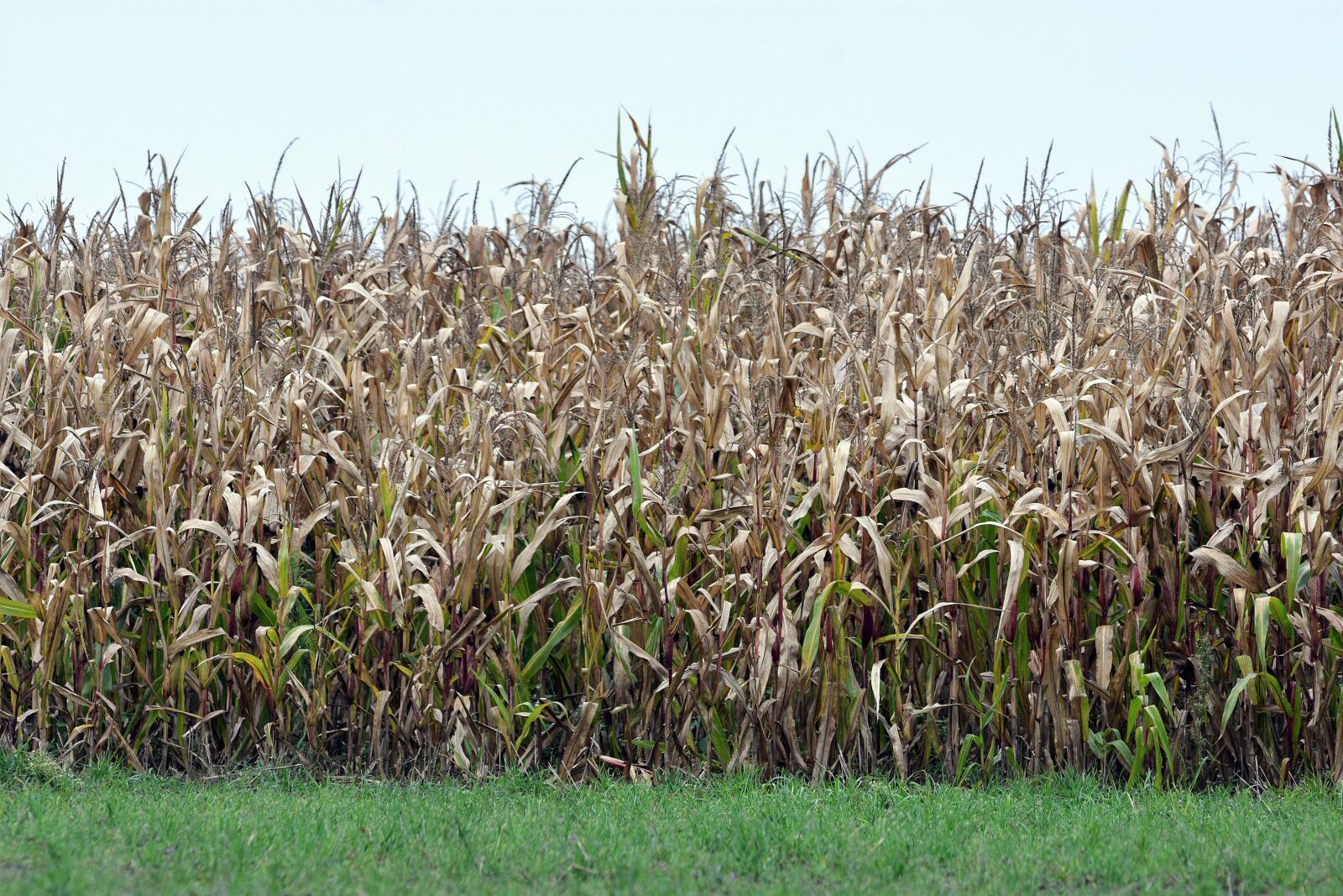 Nikon D3400 sample photo. Field, corn, autumn photography