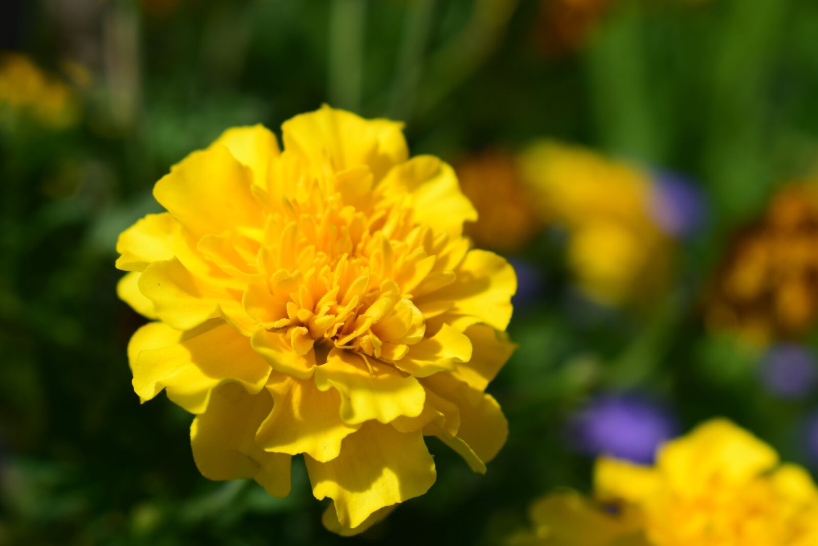 Nikon D5300 sample photo. Plant, flower, petal photography