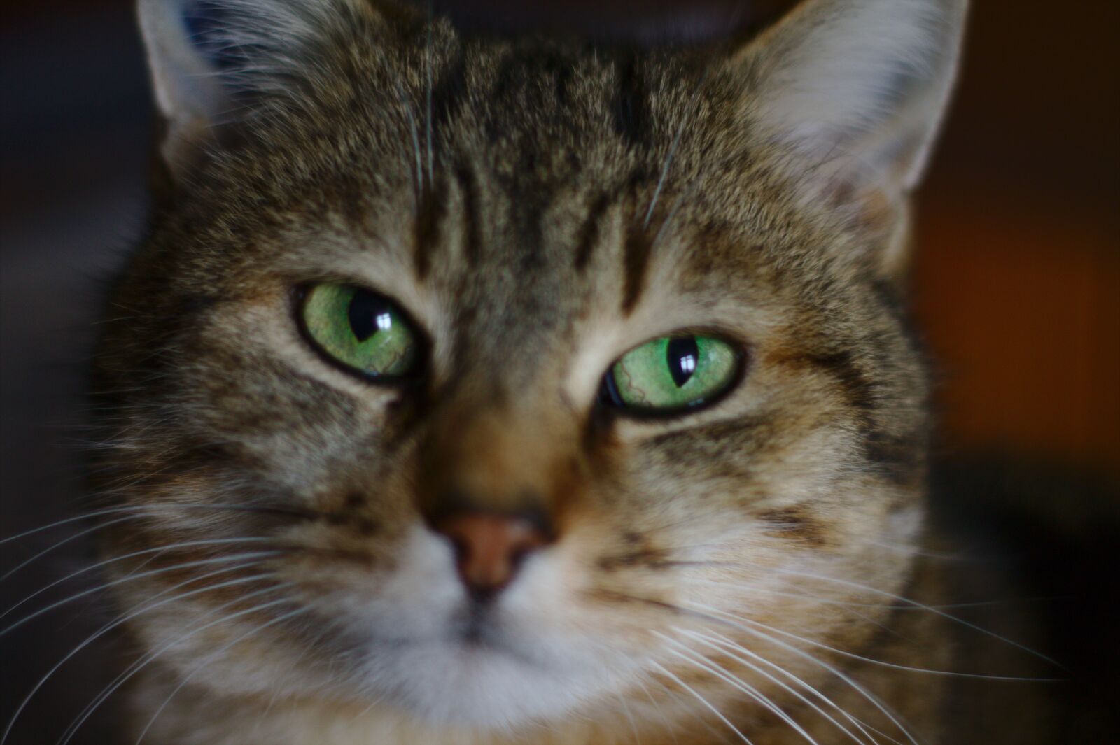 Canon EOS 1100D (EOS Rebel T3 / EOS Kiss X50) sample photo. Cat, tabby, eyes photography