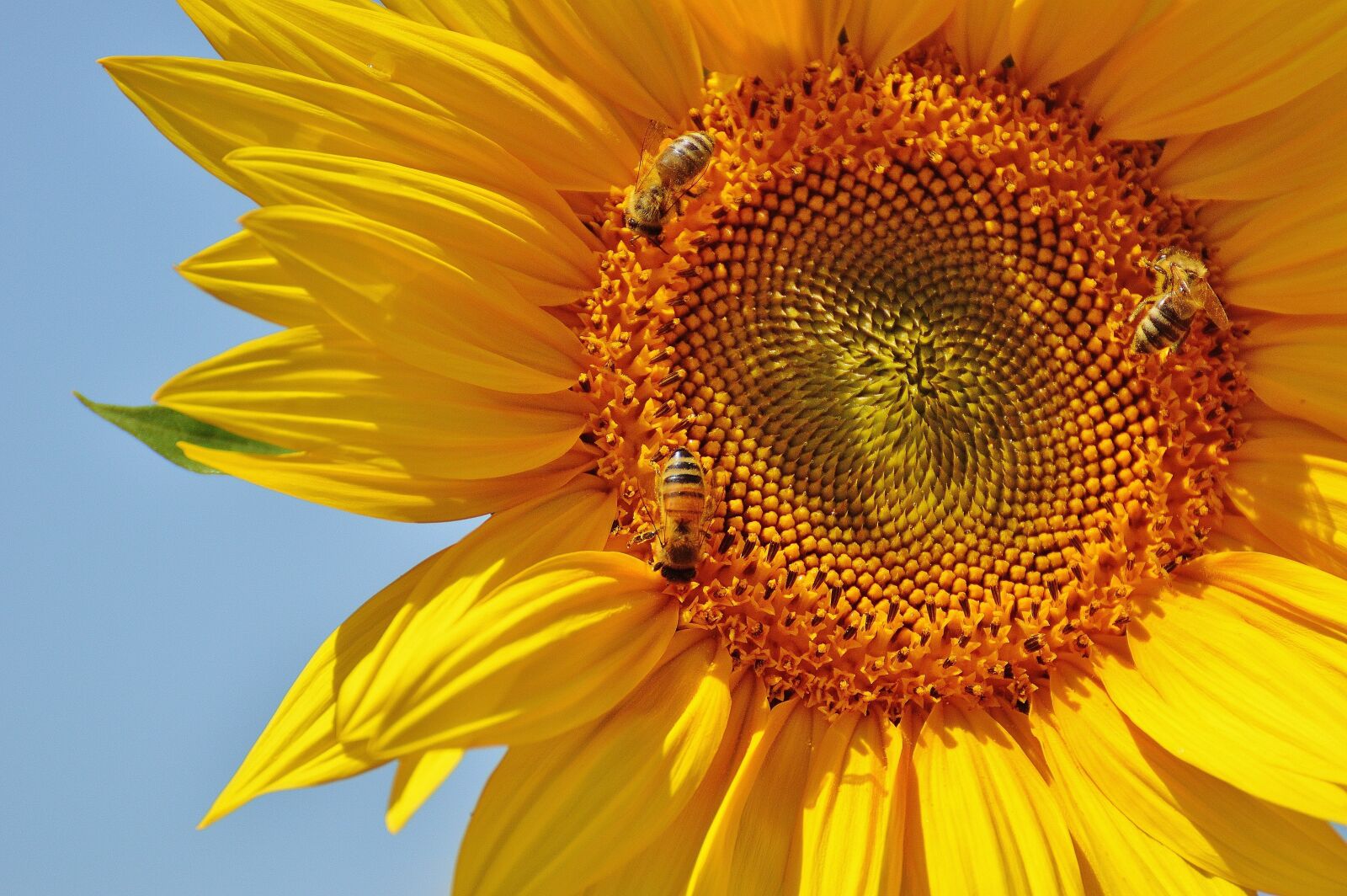 Nikon D3200 sample photo. Sunflower, bees, summer photography