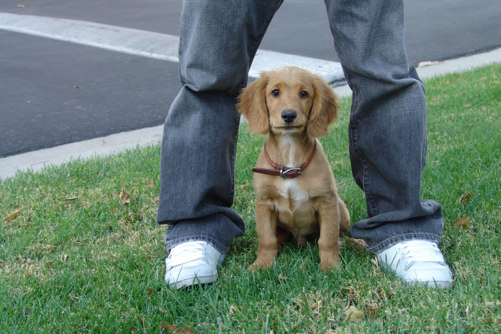 Sony DSC-F828 sample photo. Puppy, love, young photography