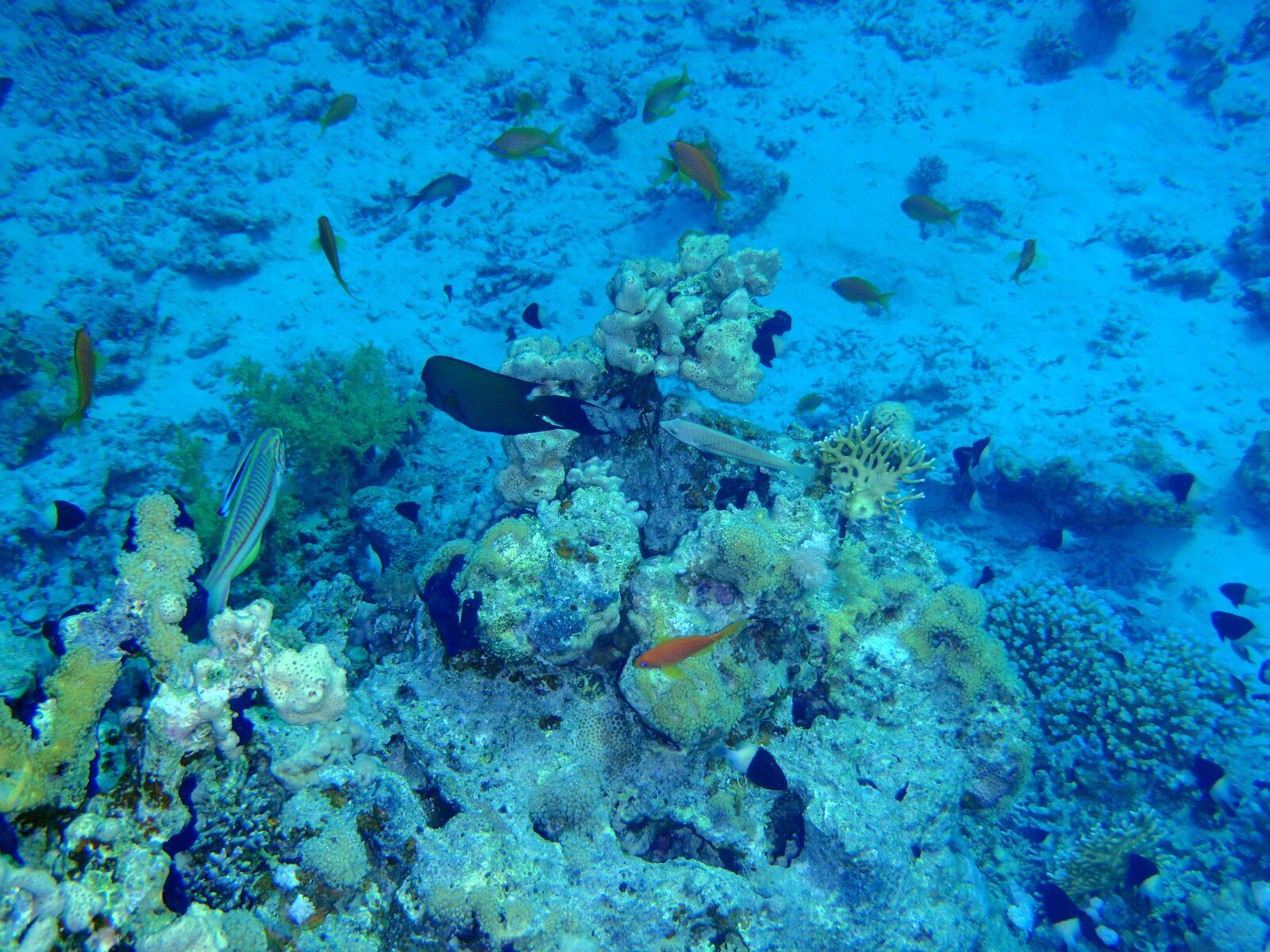 Olympus uTough-8010 sample photo. Red sea, fish, corals photography