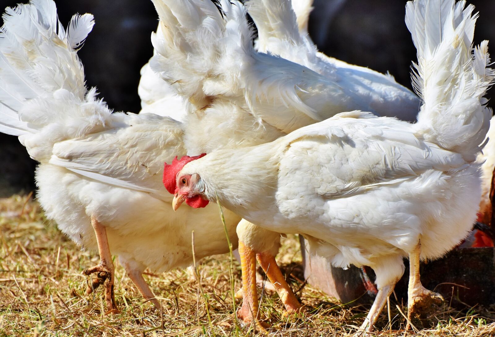 Nikon D7200 sample photo. Chicken, hen, poultry photography