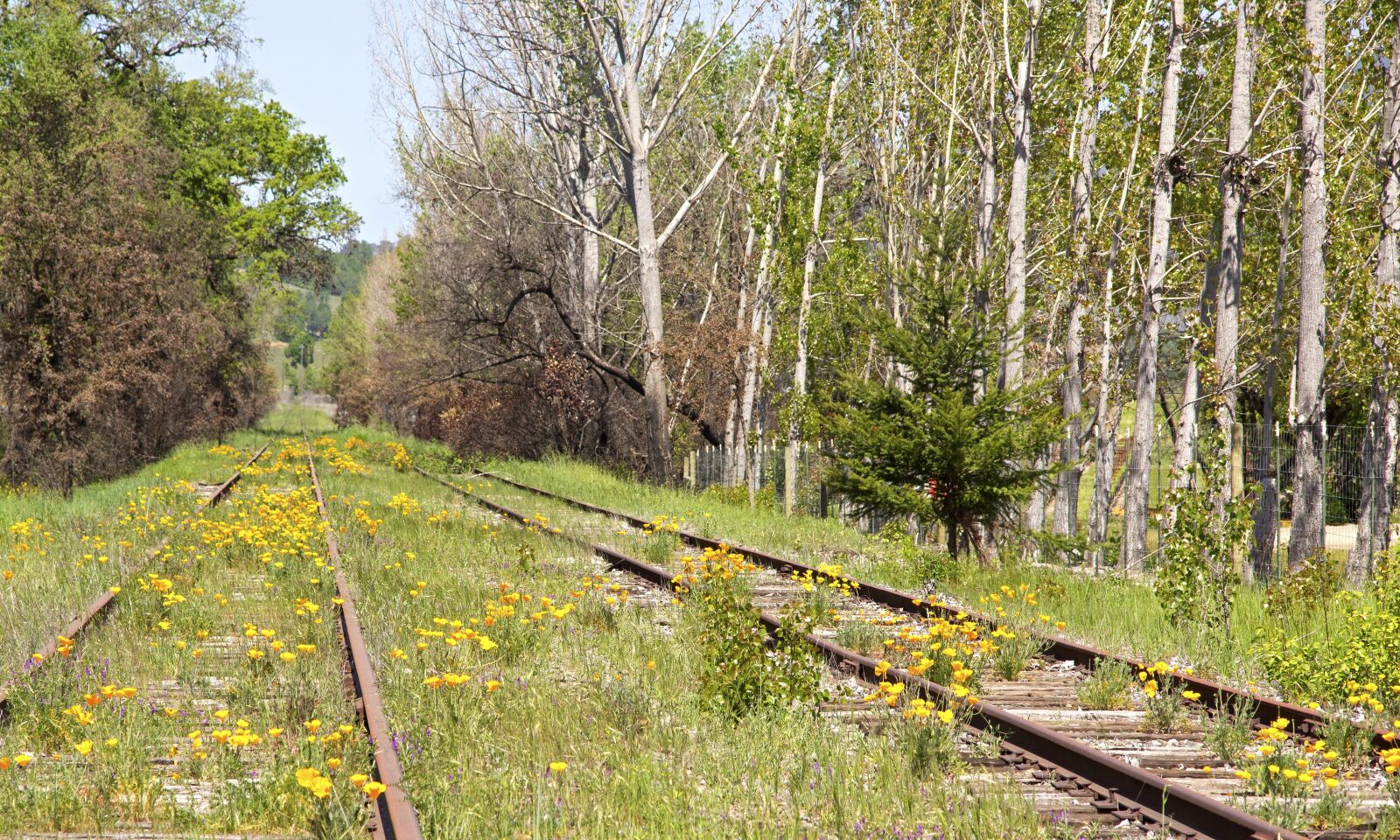 Sony SLT-A55 (SLT-A55V) sample photo. Railroad, tracks, train photography