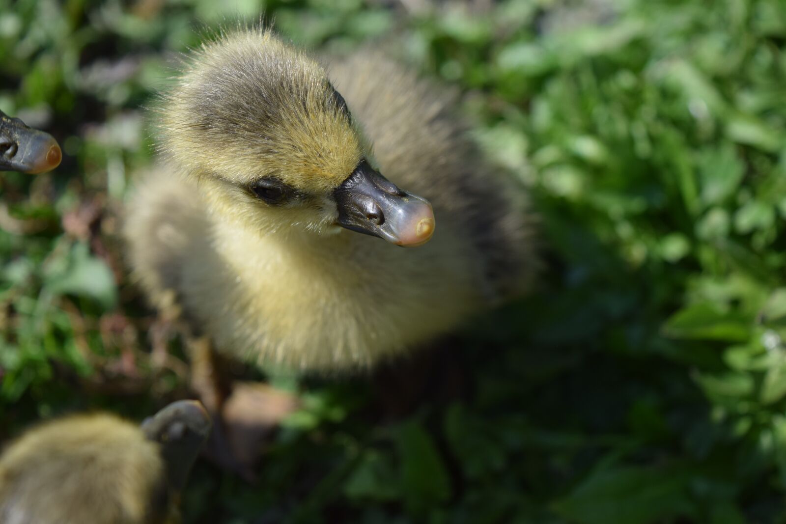 Nikon D5300 sample photo. Goose, chick, chicks photography