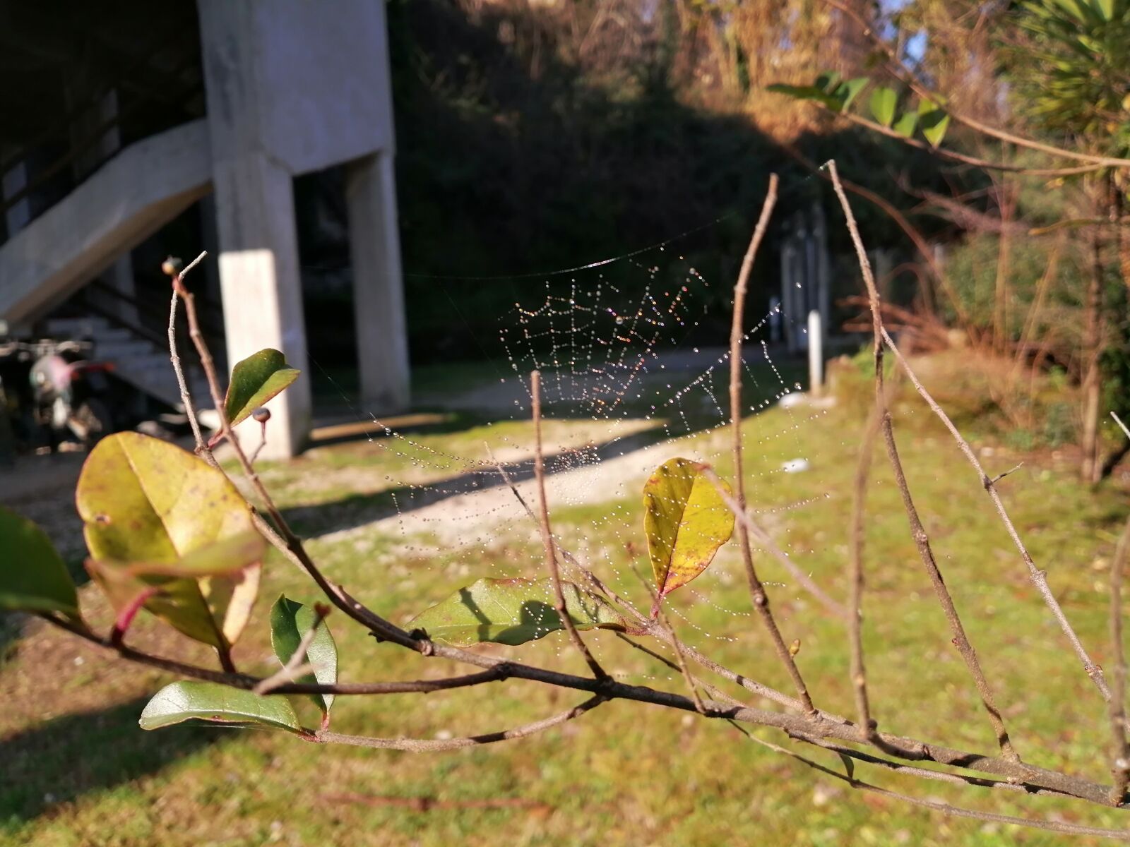 HUAWEI P SMART 2019 sample photo. Ragnatela, ramo, giardino photography