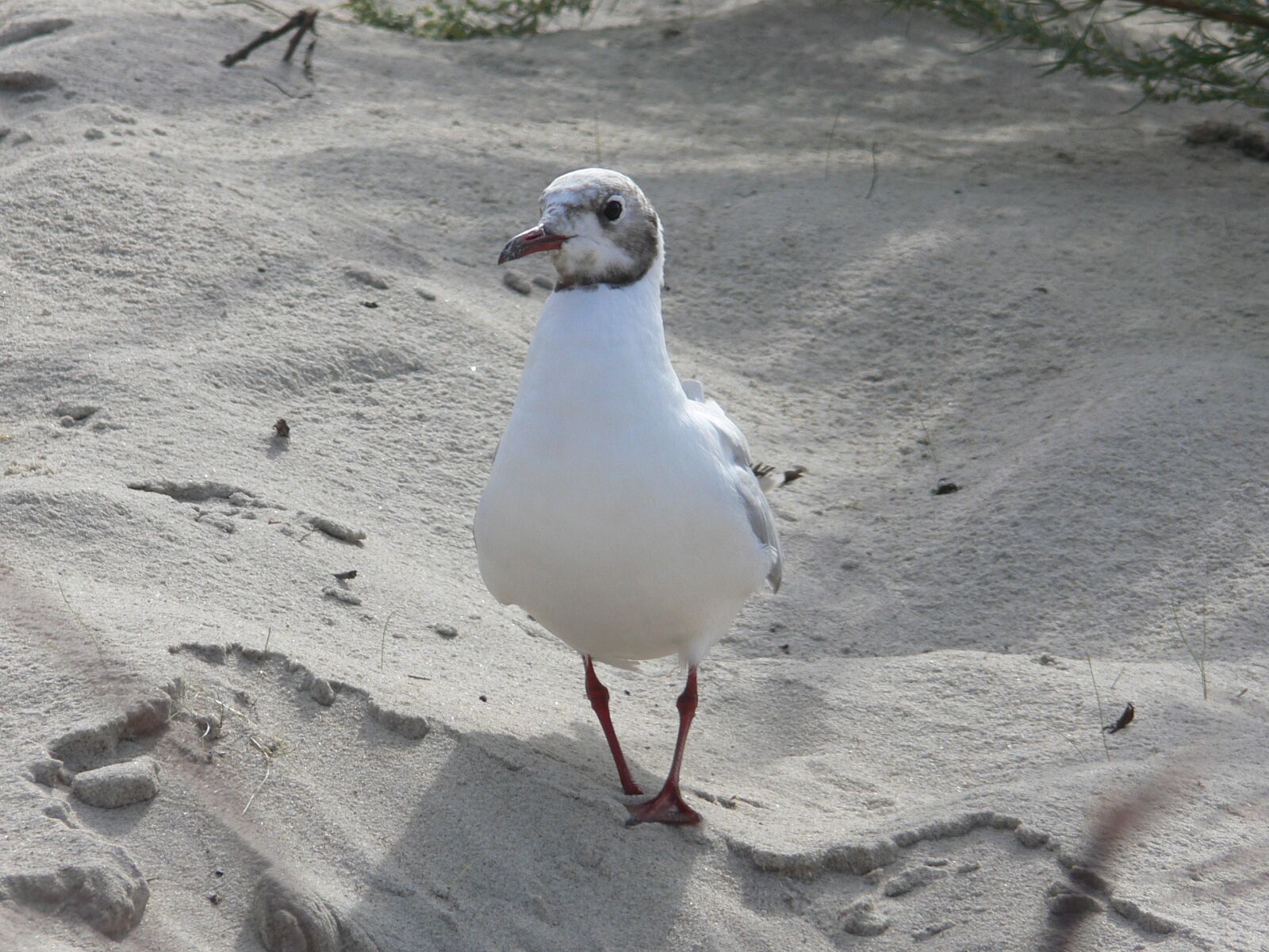 Panasonic DMC-FZ30 sample photo. Seagull, mew, gull photography