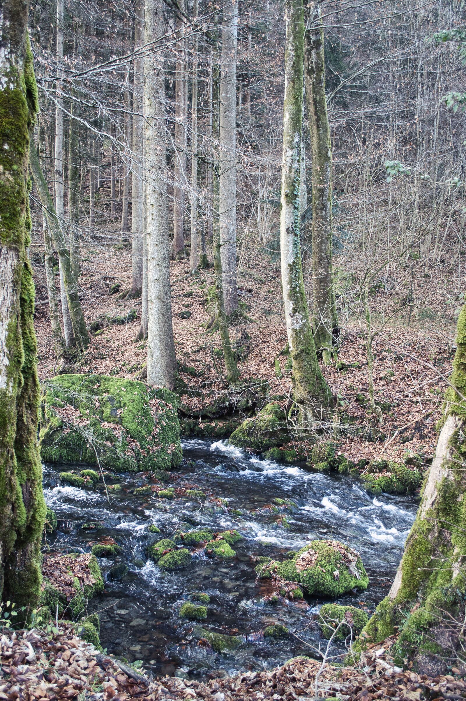 Nikon D3200 sample photo. Torrent, mountain, cluses photography