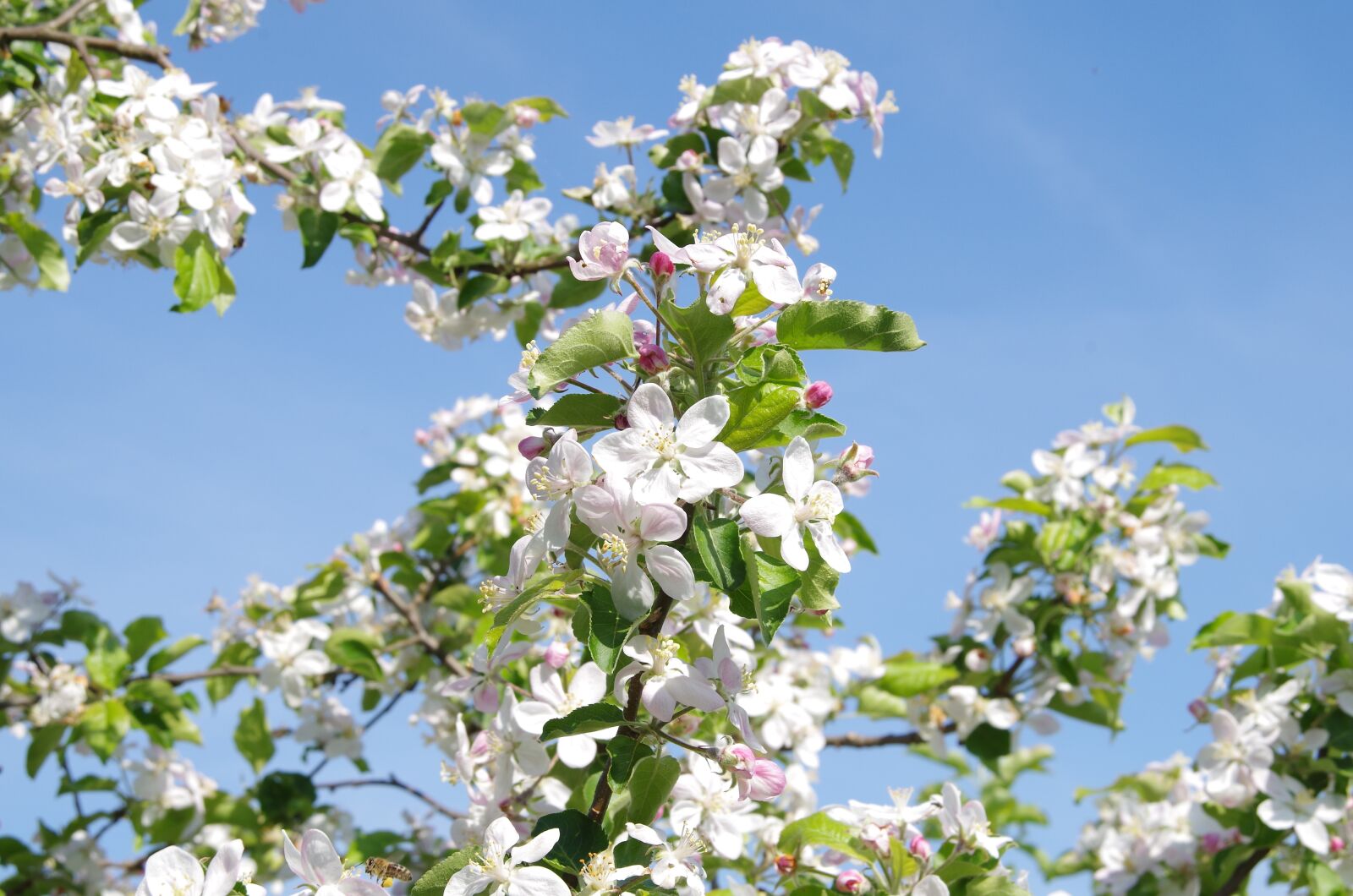 Pentax K-50 sample photo. Tree, flower, plant photography
