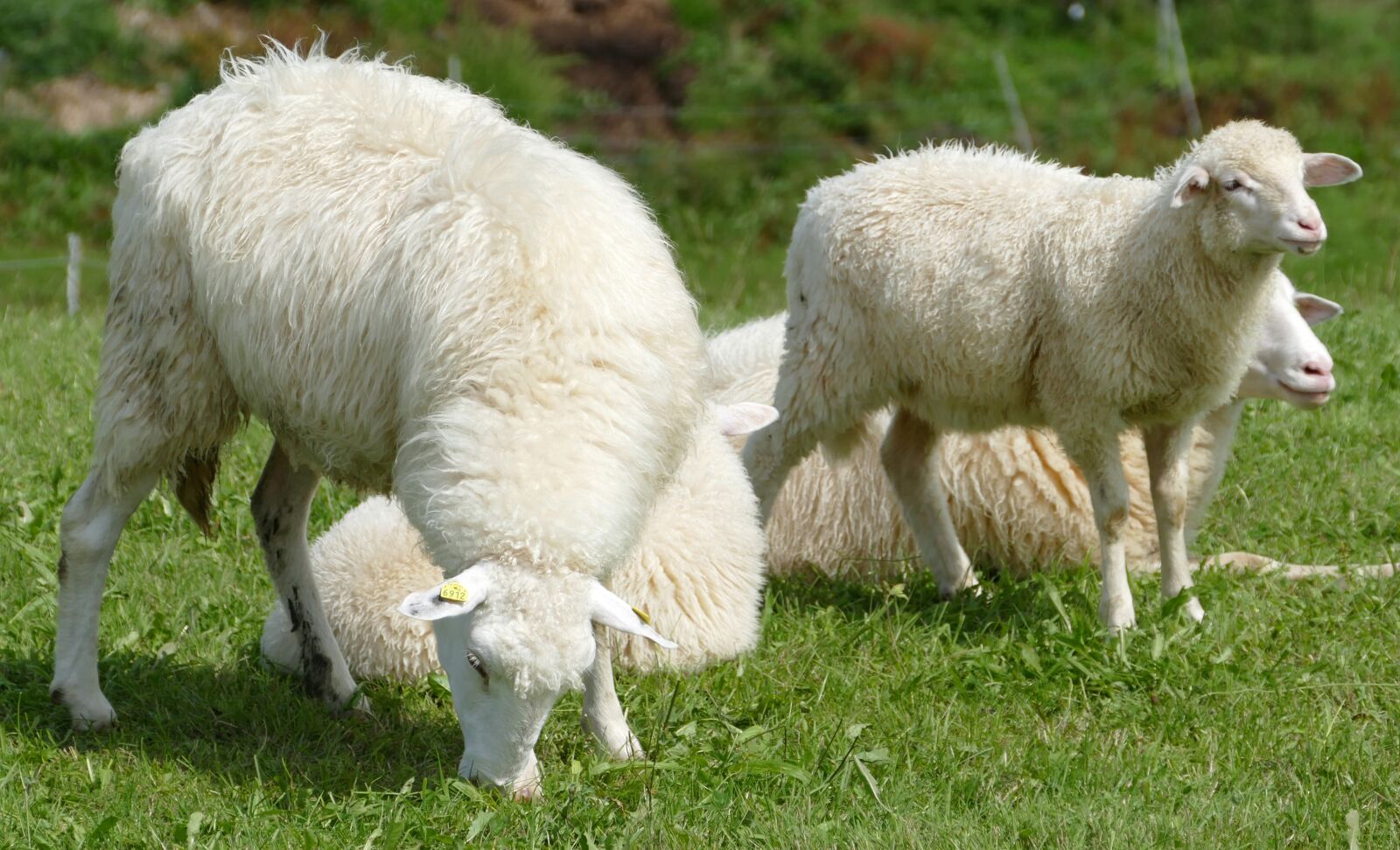 Panasonic Lumix DMC-FZ1000 sample photo. Sheep, sheepskin, idyll photography