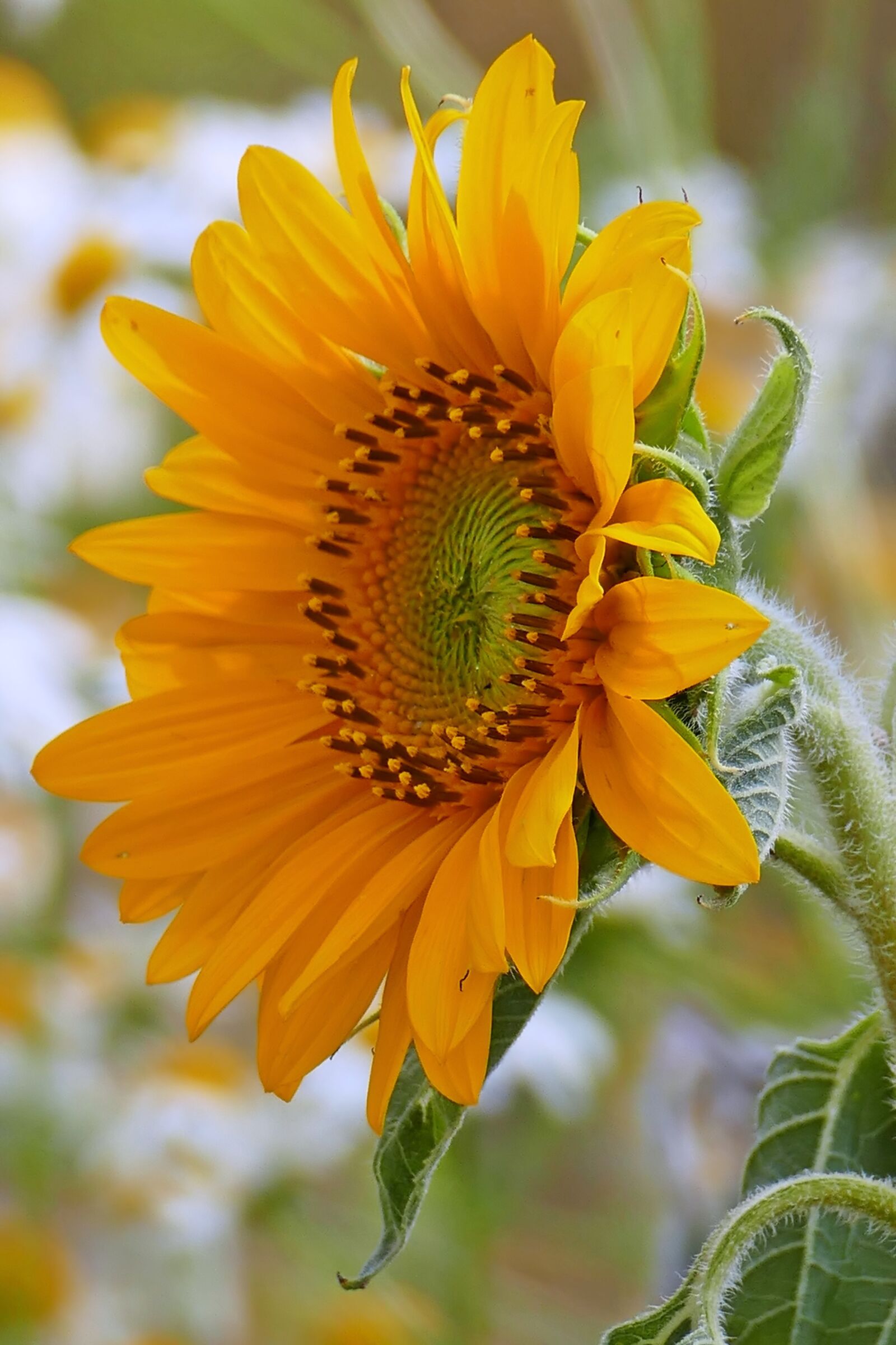 Panasonic Lumix DMC-FZ1000 sample photo. Sunflower, blossom, bloom photography