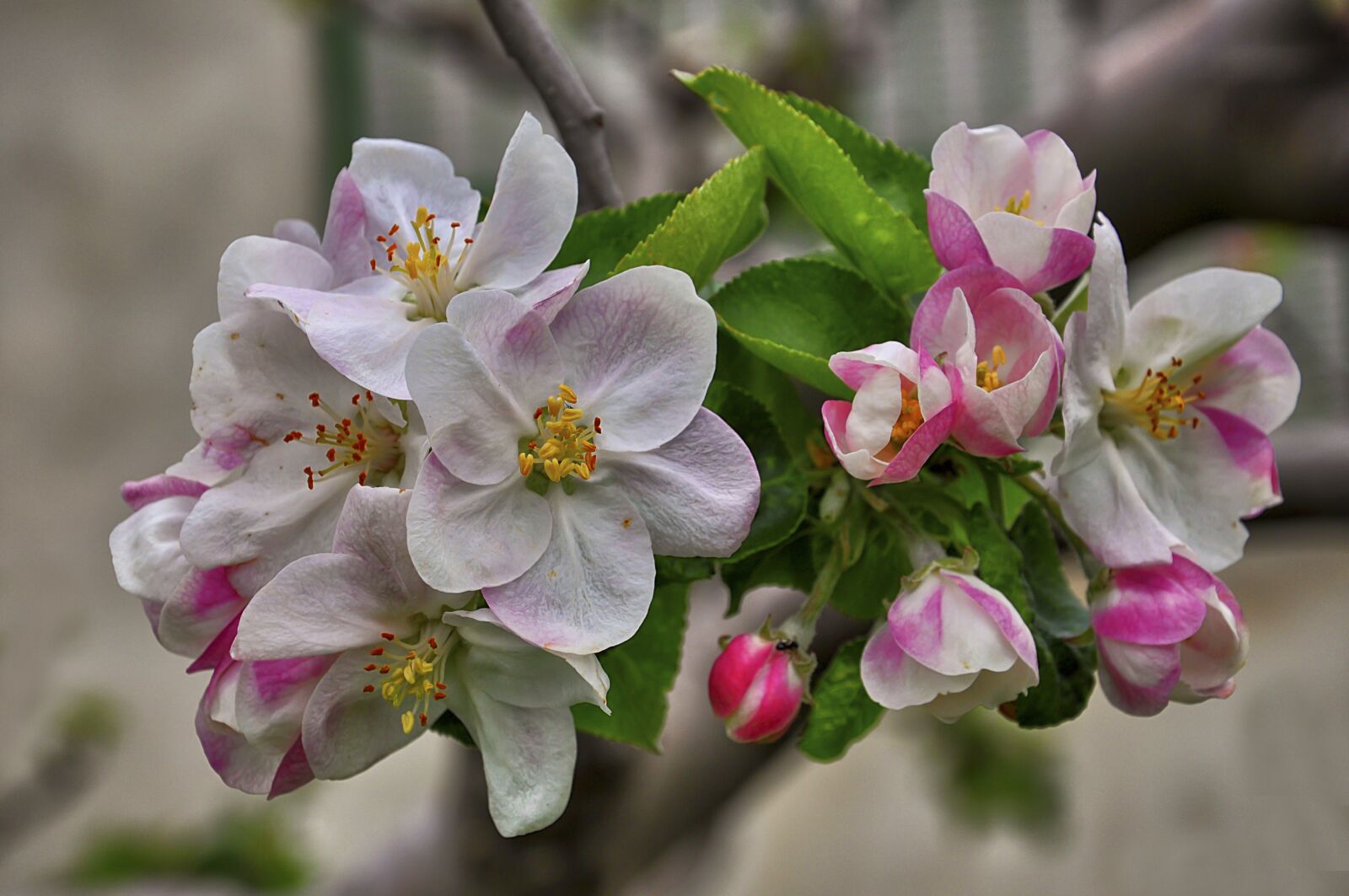 Nikon D90 sample photo. Flower, manzano, leaves photography