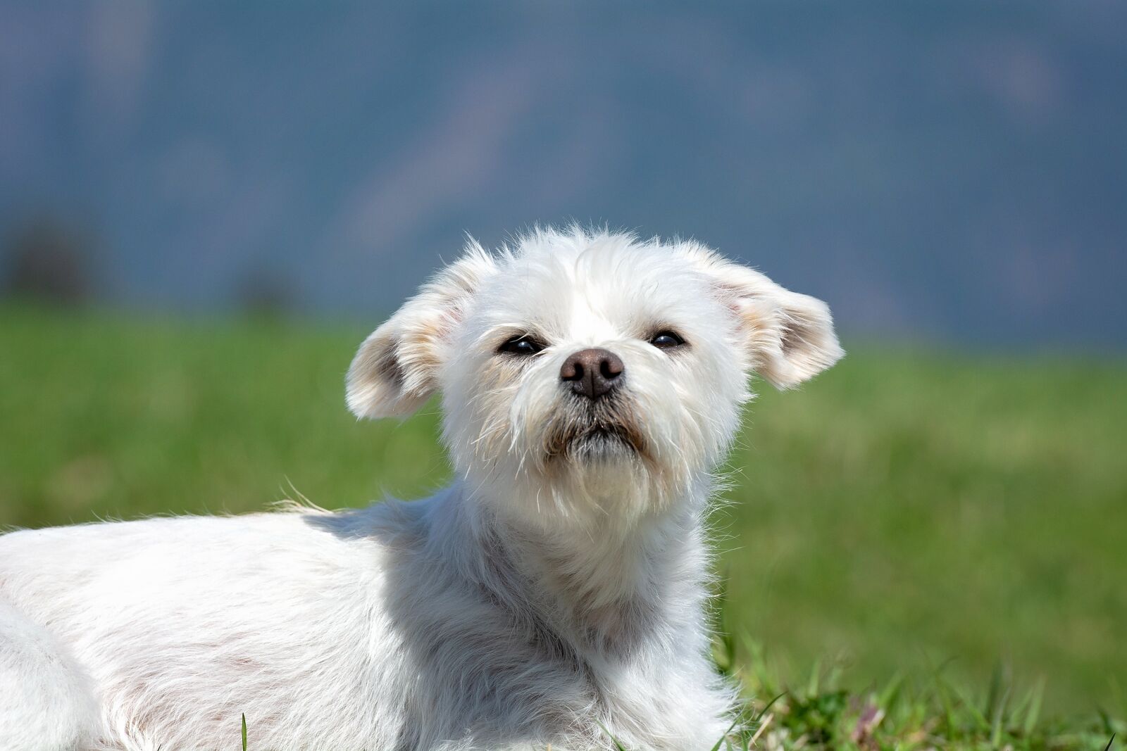 Nikon D7100 sample photo. Dog, white, small photography