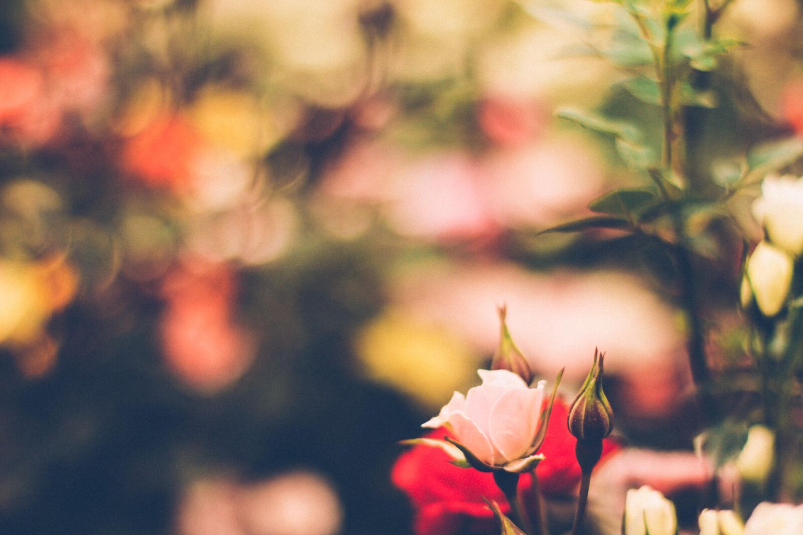 Canon EOS 60D + Canon EF 50mm F1.8 II sample photo. Bokeh, mothernature, natural, naturaleza photography