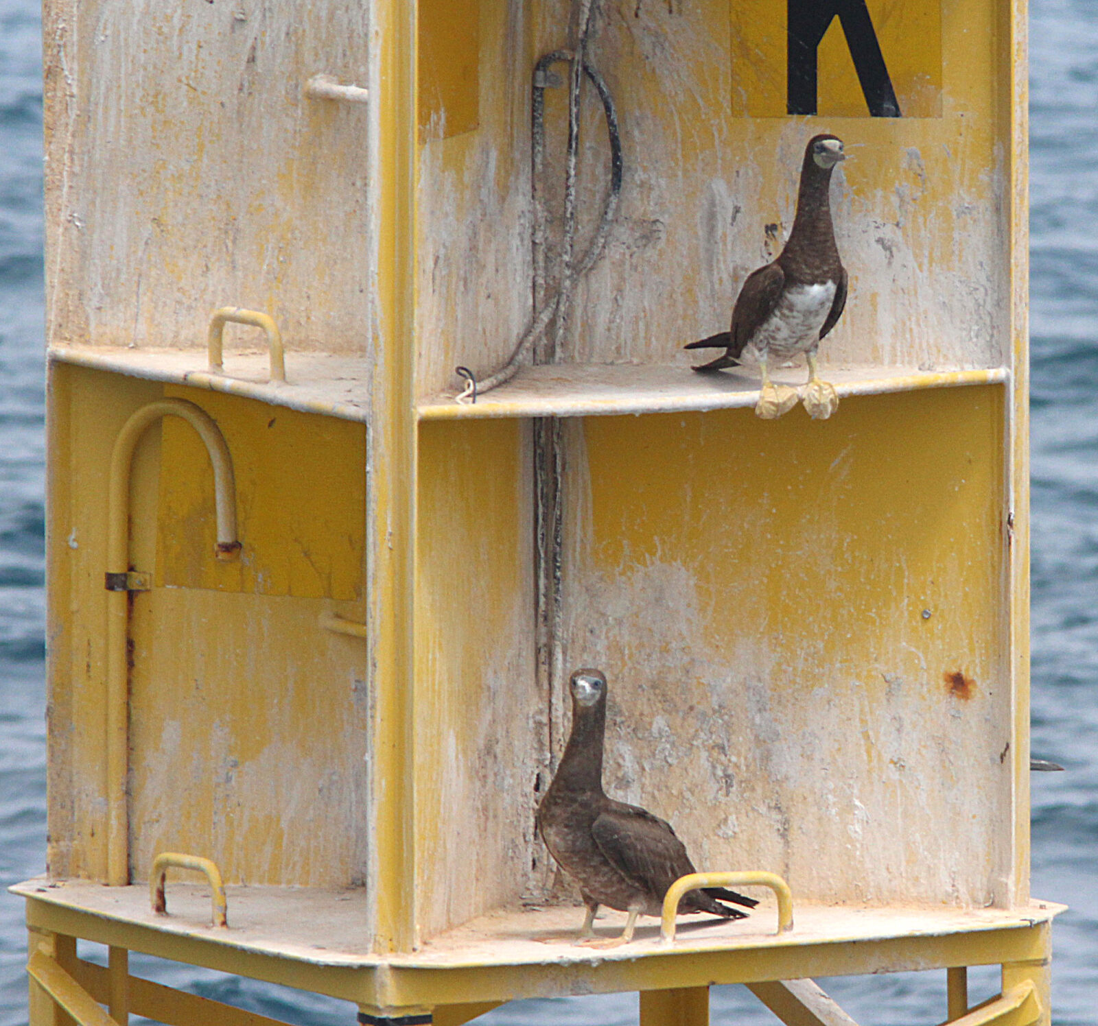 Canon EF 300mm F4L IS USM sample photo