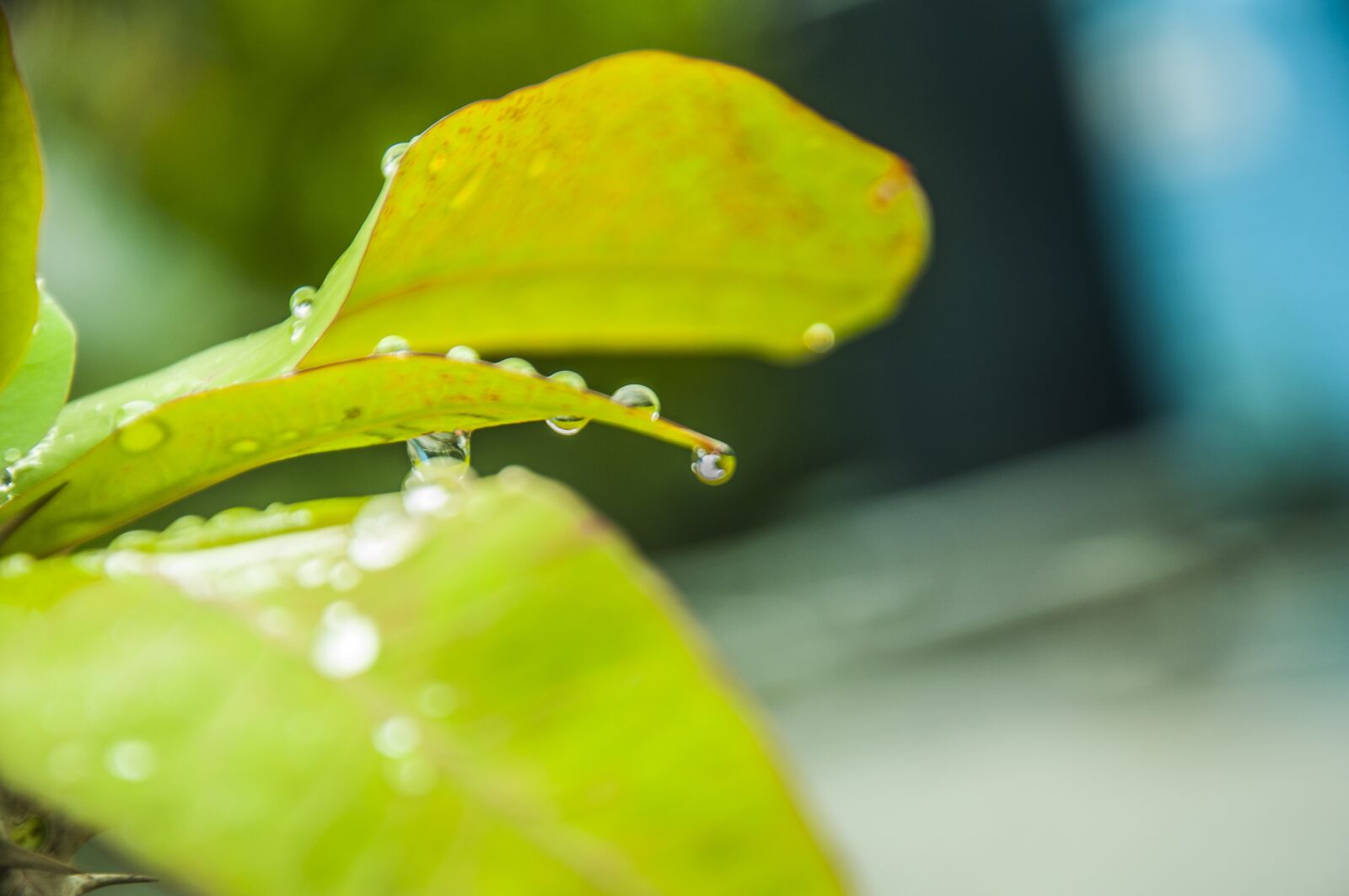 Nikon D90 sample photo. Leaf, waterdrops, leaf with photography