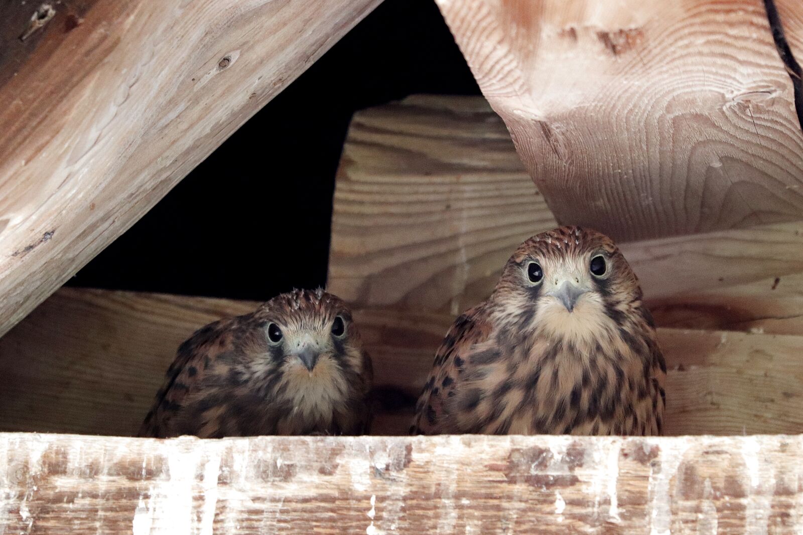 Canon EOS 77D (EOS 9000D / EOS 770D) sample photo. Bird of prey, falcon photography