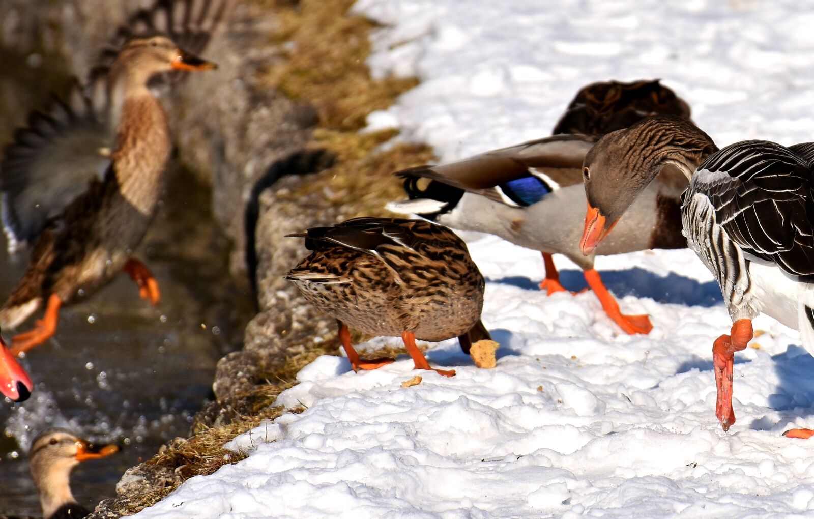 Nikon D7200 sample photo. Ducks, canada goose, wild photography