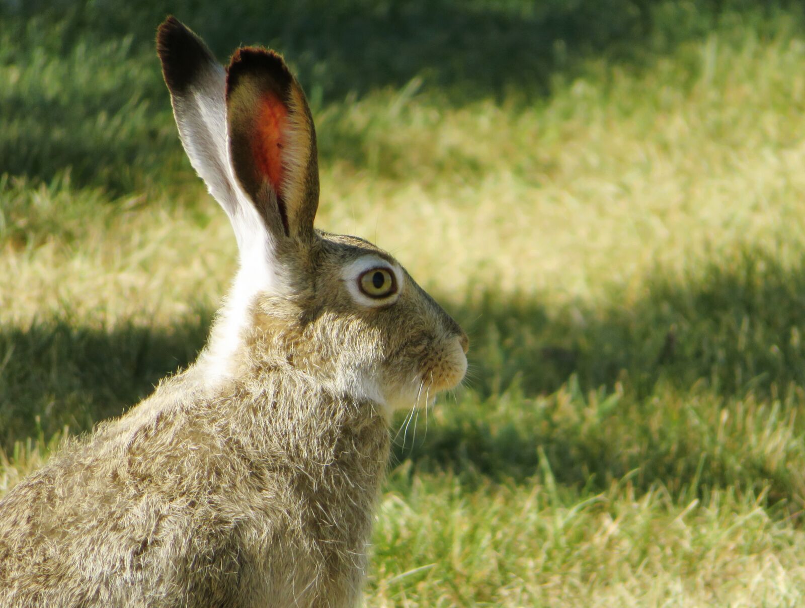 Canon PowerShot SX720 HS sample photo. Bunny, hare, rabbit photography