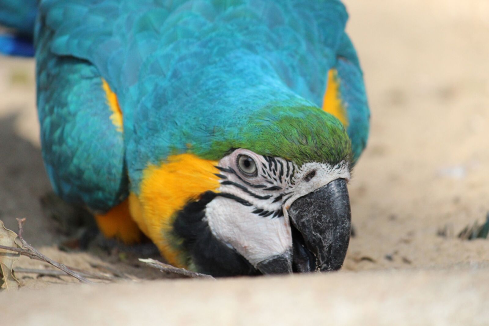 Canon EOS 600D (Rebel EOS T3i / EOS Kiss X5) sample photo. Parrot, zoo, nature photography
