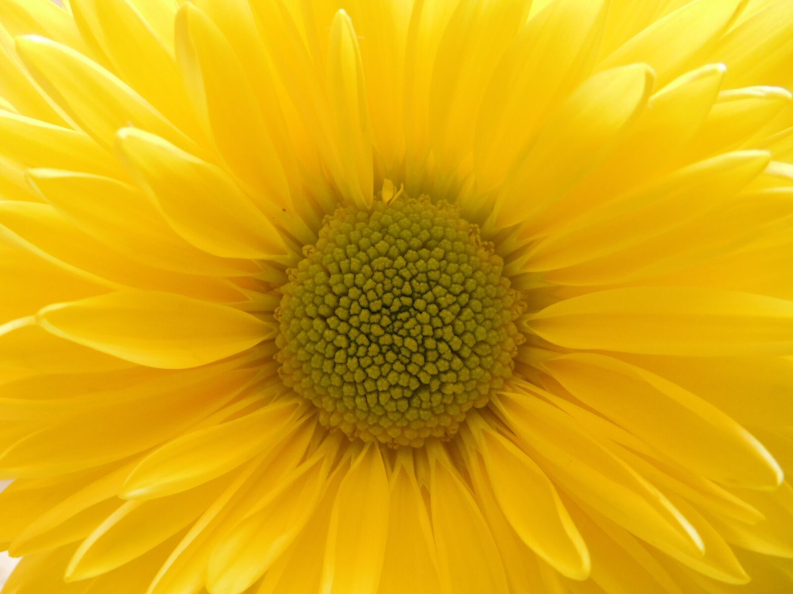 Nikon Coolpix S7000 sample photo. Yellow daisy mum, yellow photography