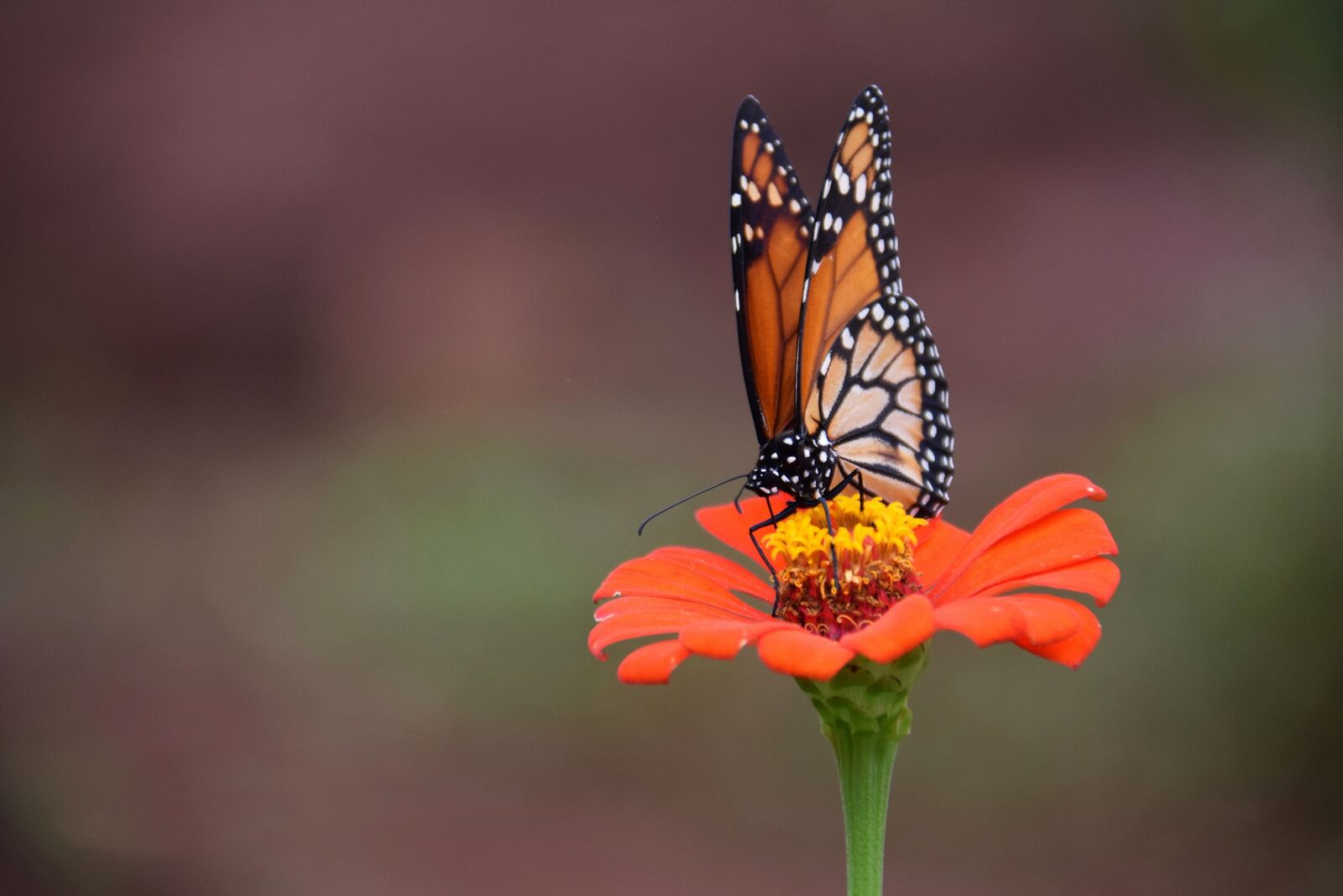 Nikon D5300 sample photo. Butterfly, flower, insect photography