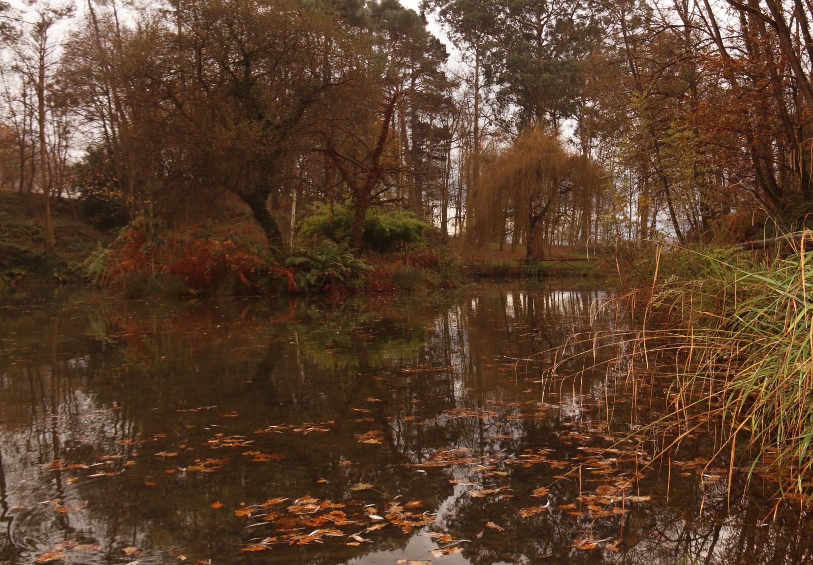 Canon EF-S 18-200mm F3.5-5.6 IS sample photo. Autumn, forest, pond photography