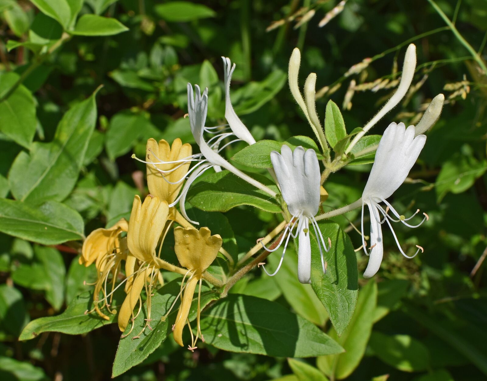 Nikon D3300 sample photo. Jasmine, flower, blossom photography