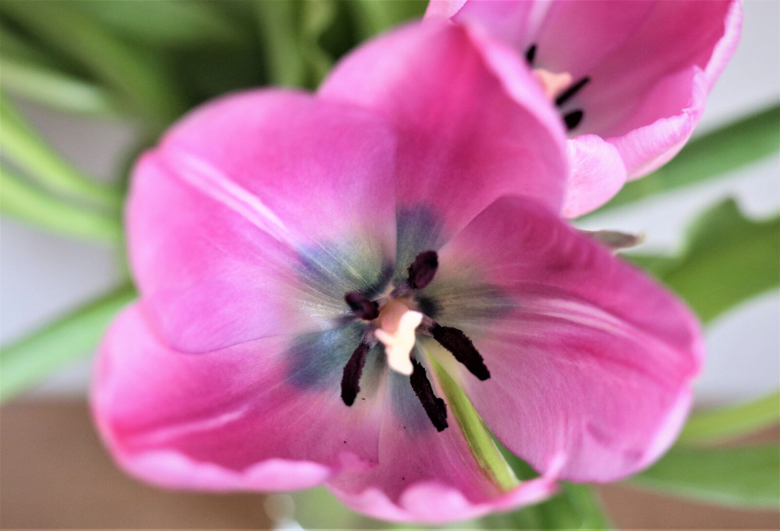 Canon EOS M6 sample photo. Tulip, flower, spring photography