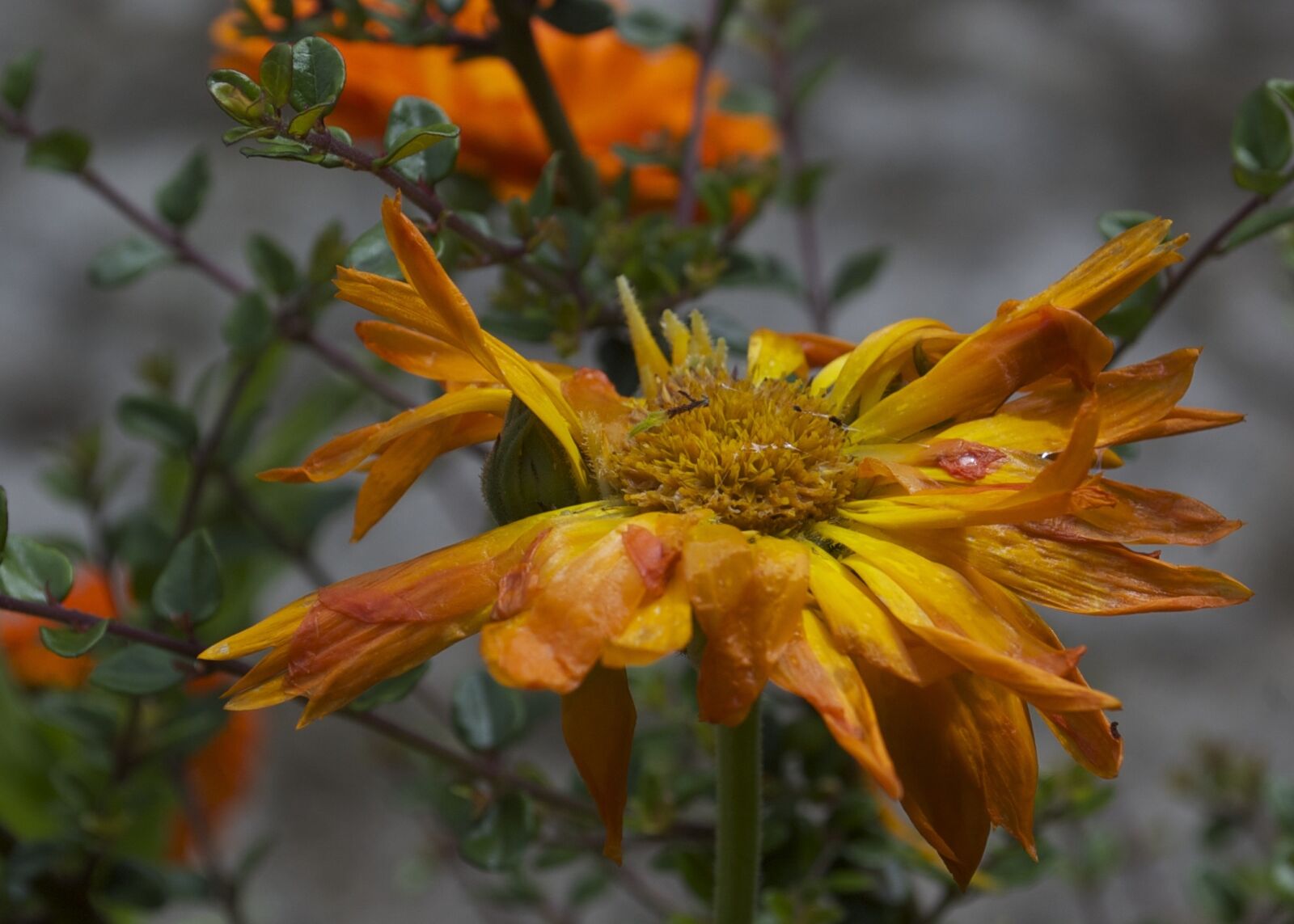 Nikon D50 sample photo. Decay, marigold, flower photography