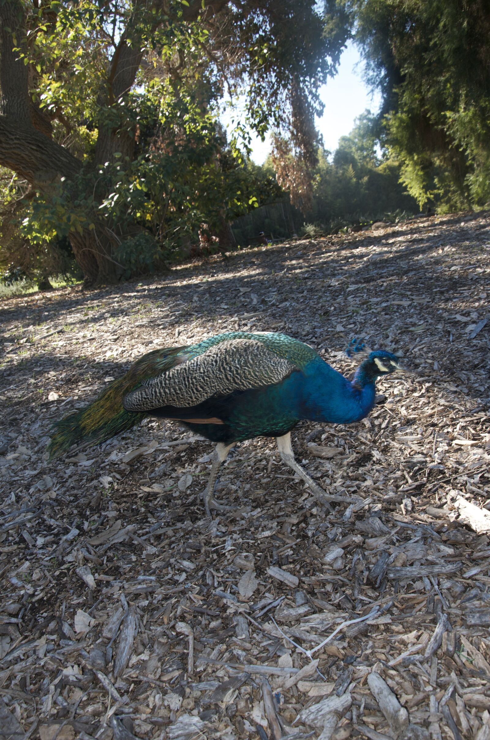 Nikon D7000 sample photo. Peacock, bird, colorful photography