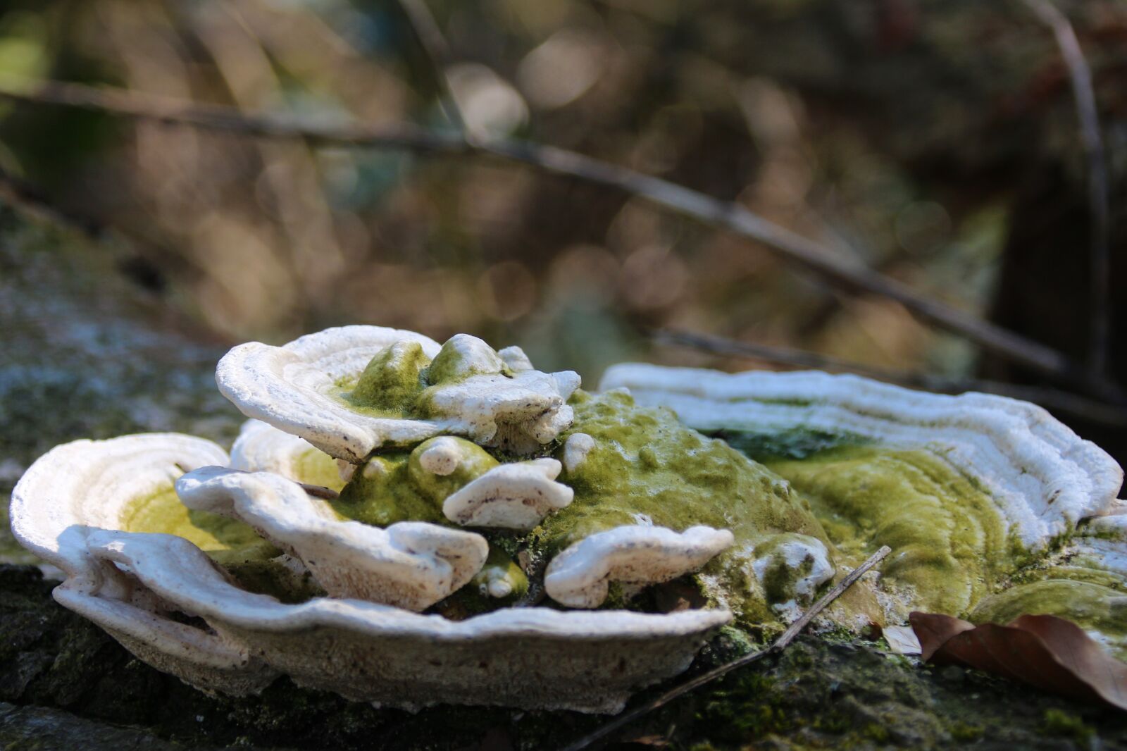 Canon EOS 700D (EOS Rebel T5i / EOS Kiss X7i) sample photo. Mushrooms, tree, forest photography
