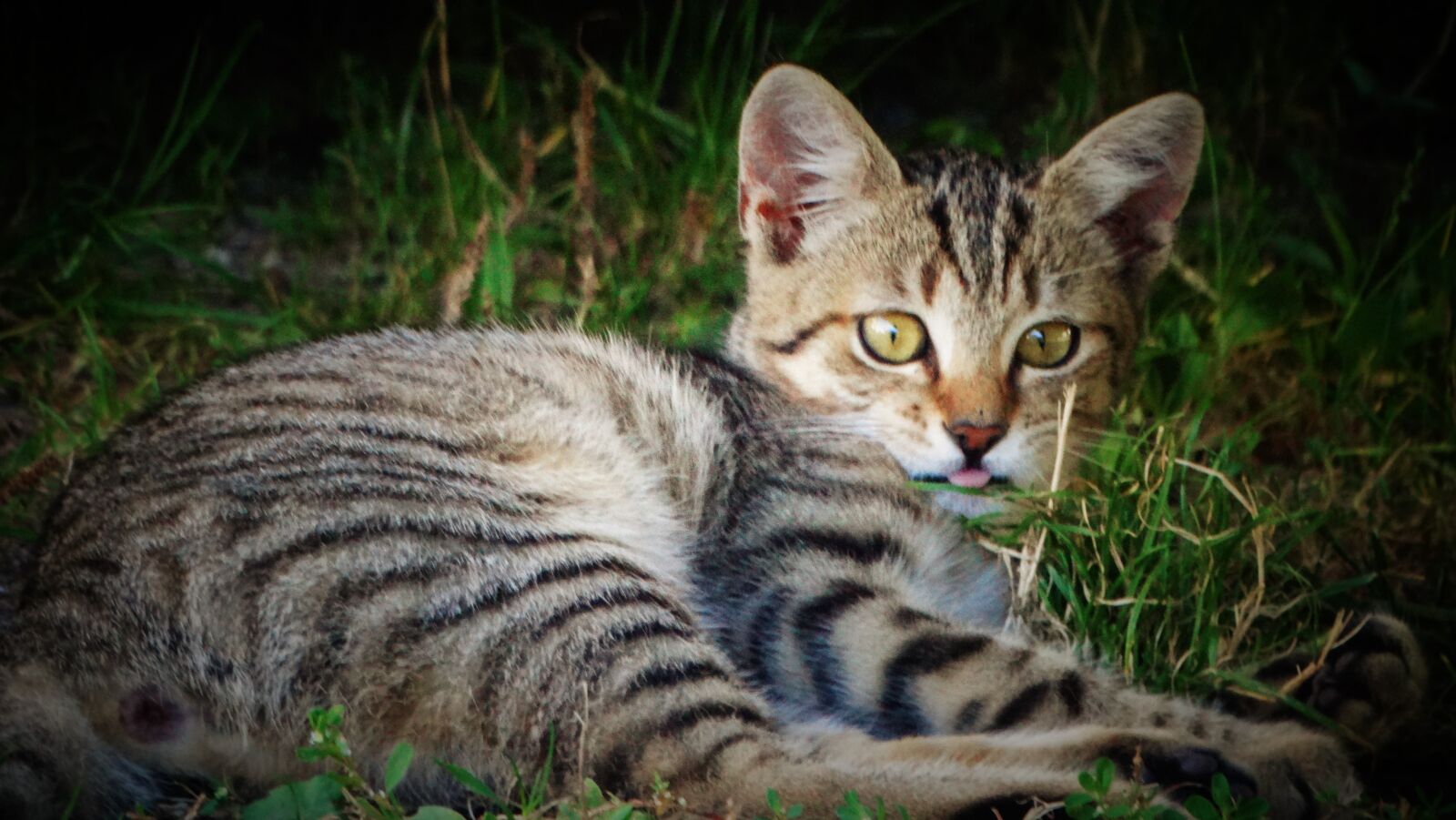 Sony Cyber-shot DSC-HX300 sample photo. Cat, kitten, animal photography