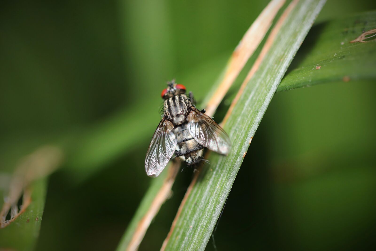 Canon EF 100mm F2.8L Macro IS USM sample photo. Fly, insect, wing photography