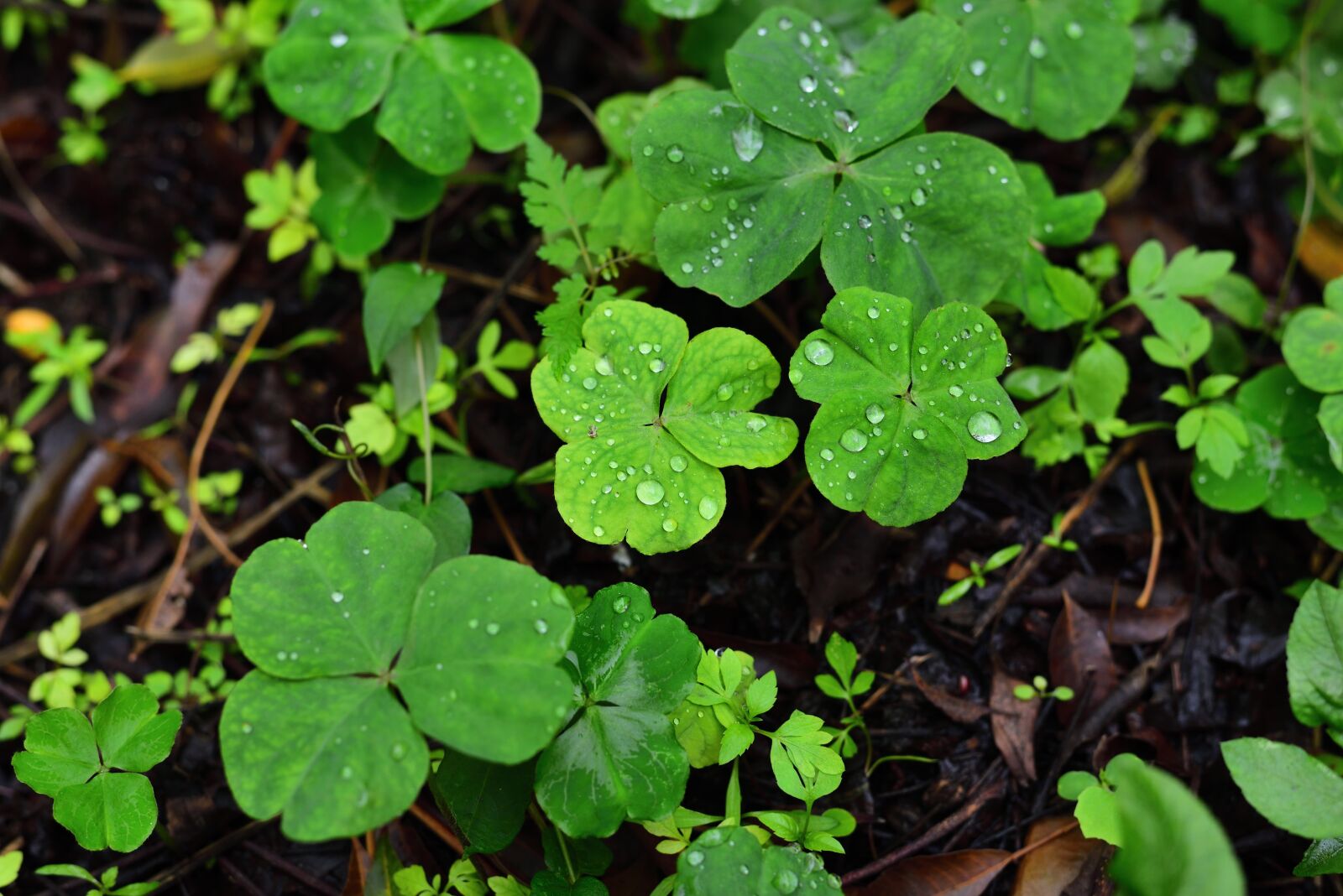 Nikon D750 sample photo. Plant, grass, shamrock photography