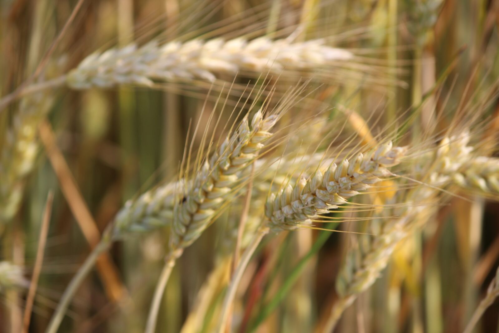 Canon EOS 600D (Rebel EOS T3i / EOS Kiss X5) sample photo. Nature, cereals, agriculture photography