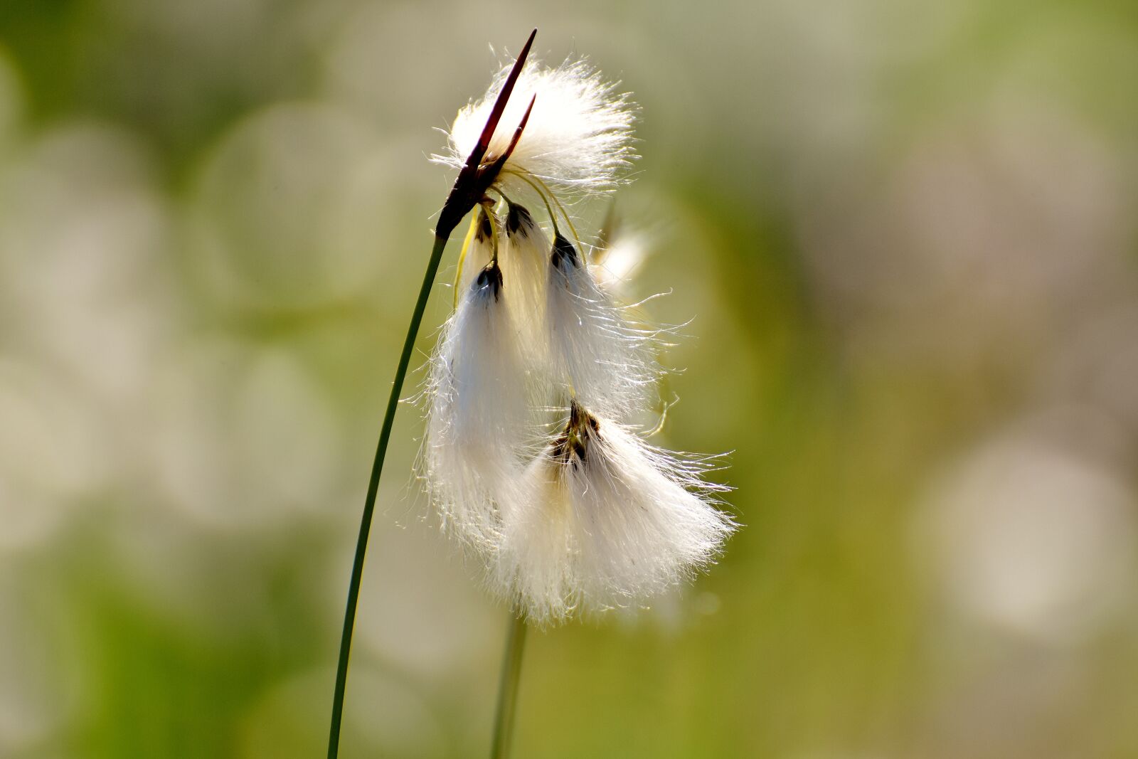 Nikon D7200 sample photo. Constance beach schmielen, deschampsia photography