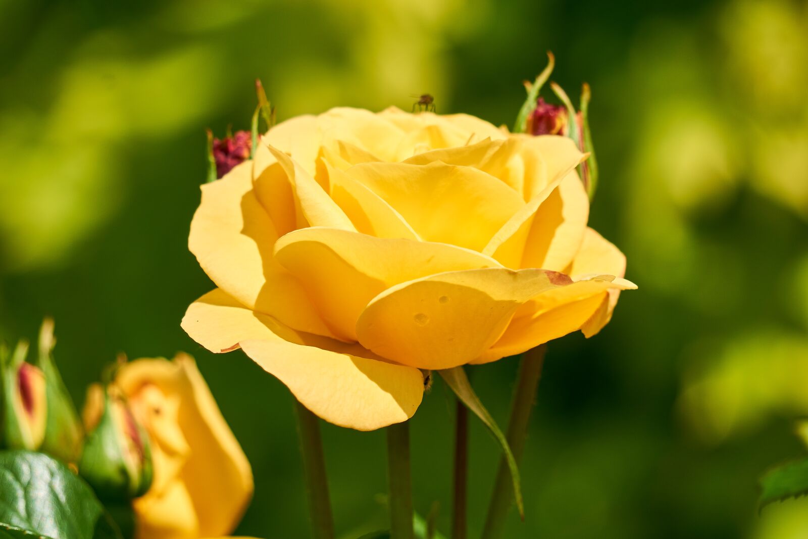 Sony E 55-210mm F4.5-6.3 OSS sample photo. Rose, blossom, bloom photography