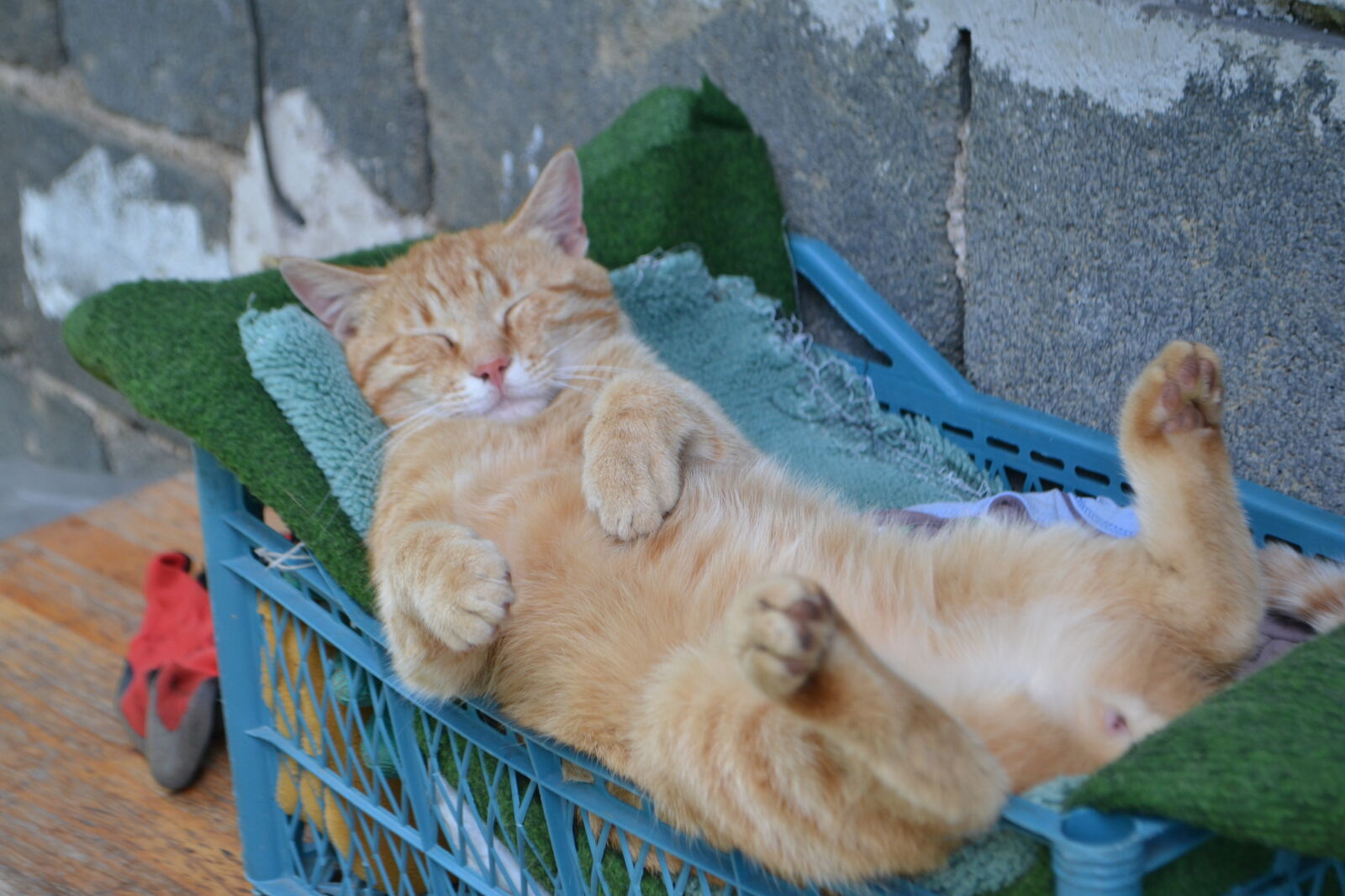 Nikon D3100 sample photo. Cat, cute, cute, animals photography