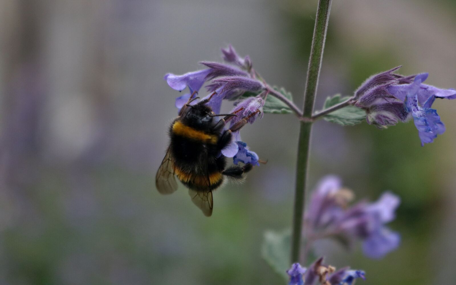 Canon EOS 750D (EOS Rebel T6i / EOS Kiss X8i) sample photo. Bee, nature, honey photography