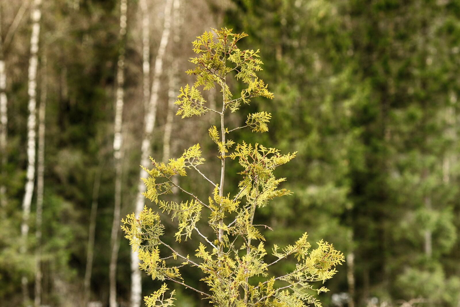 Canon EOS 7D Mark II + Canon EF 135mm F2L USM sample photo. Nature, tree, forest photography