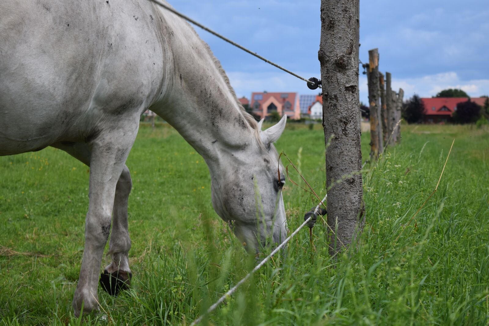 Nikon D3300 sample photo. Horse, mold, pasture photography