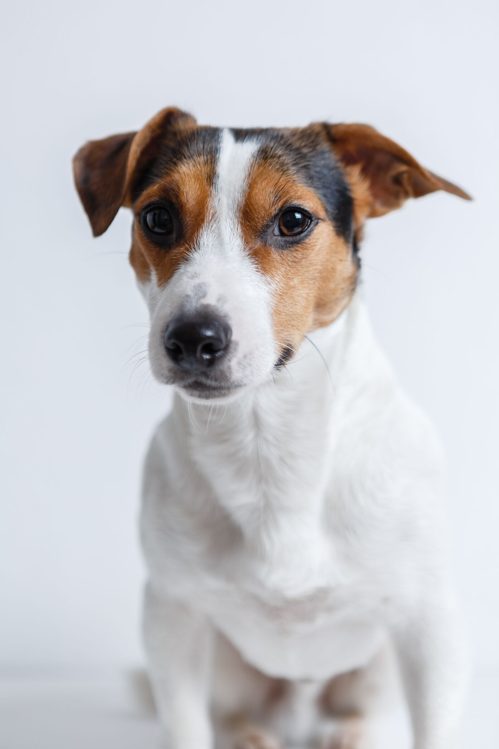 Canon EF 24-70mm F2.8L USM sample photo. Dog, jack russell, terrier photography