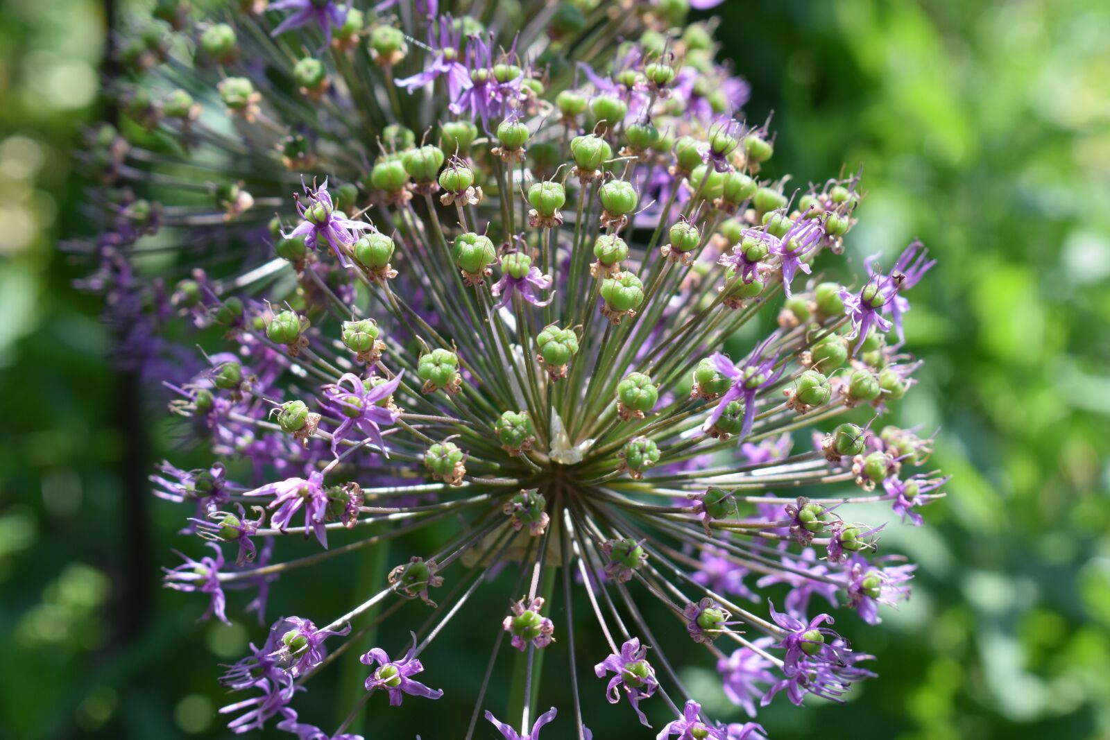 Nikon D3300 sample photo. Allium, onion, garden photography