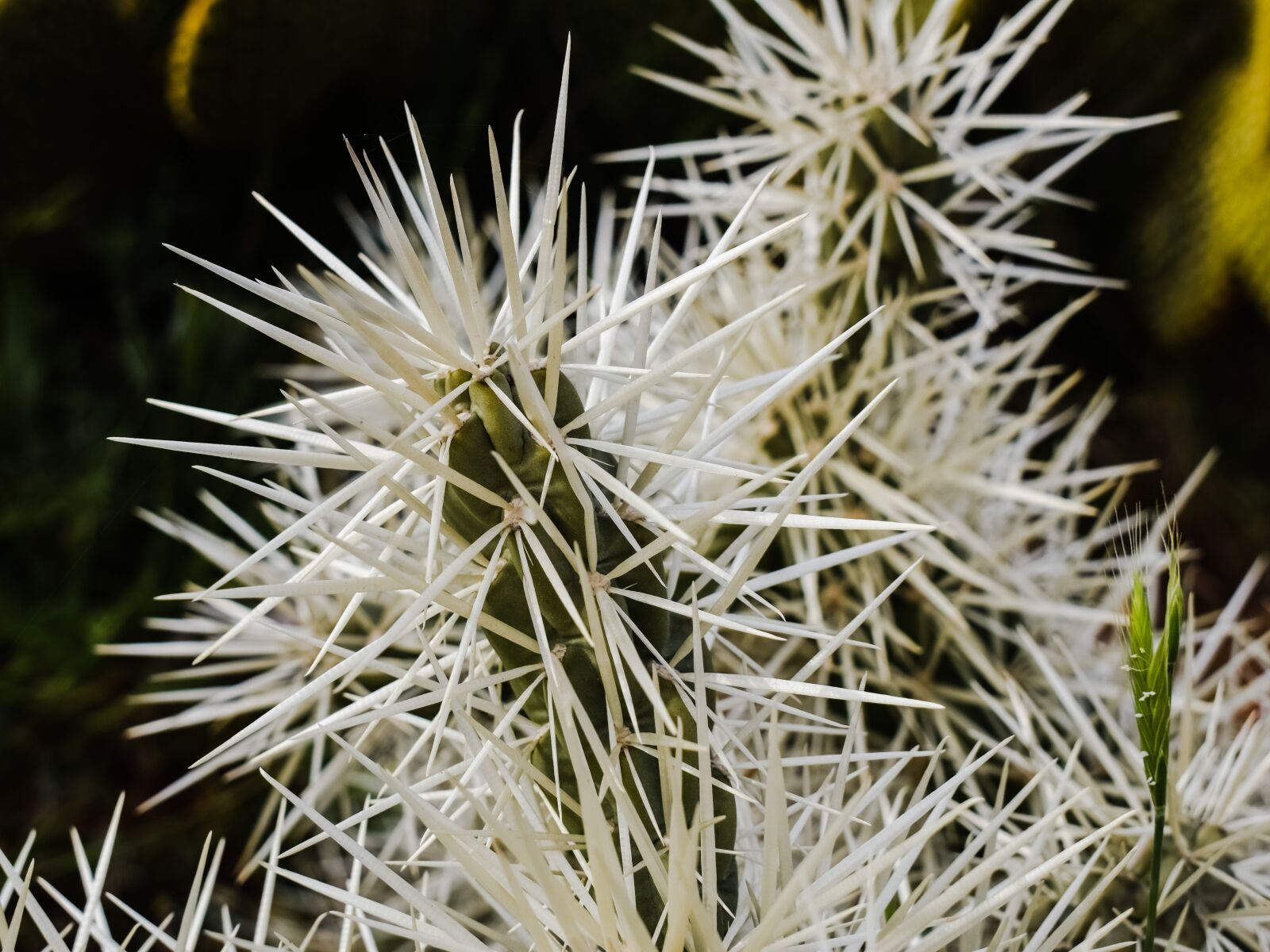 Nikon D3300 sample photo. Thorns, cactus, nature photography
