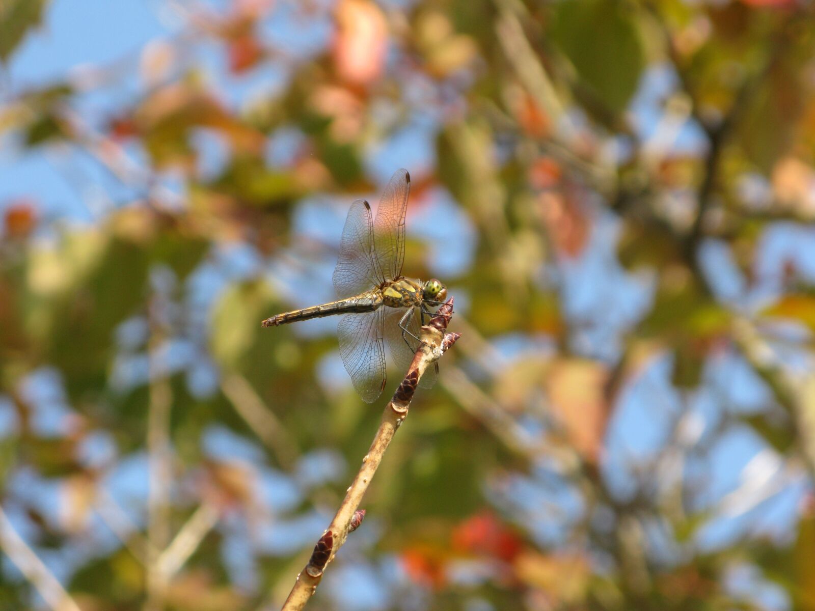 Canon POWERSHOT G9 sample photo. Dragonfly, insect, autumn photography